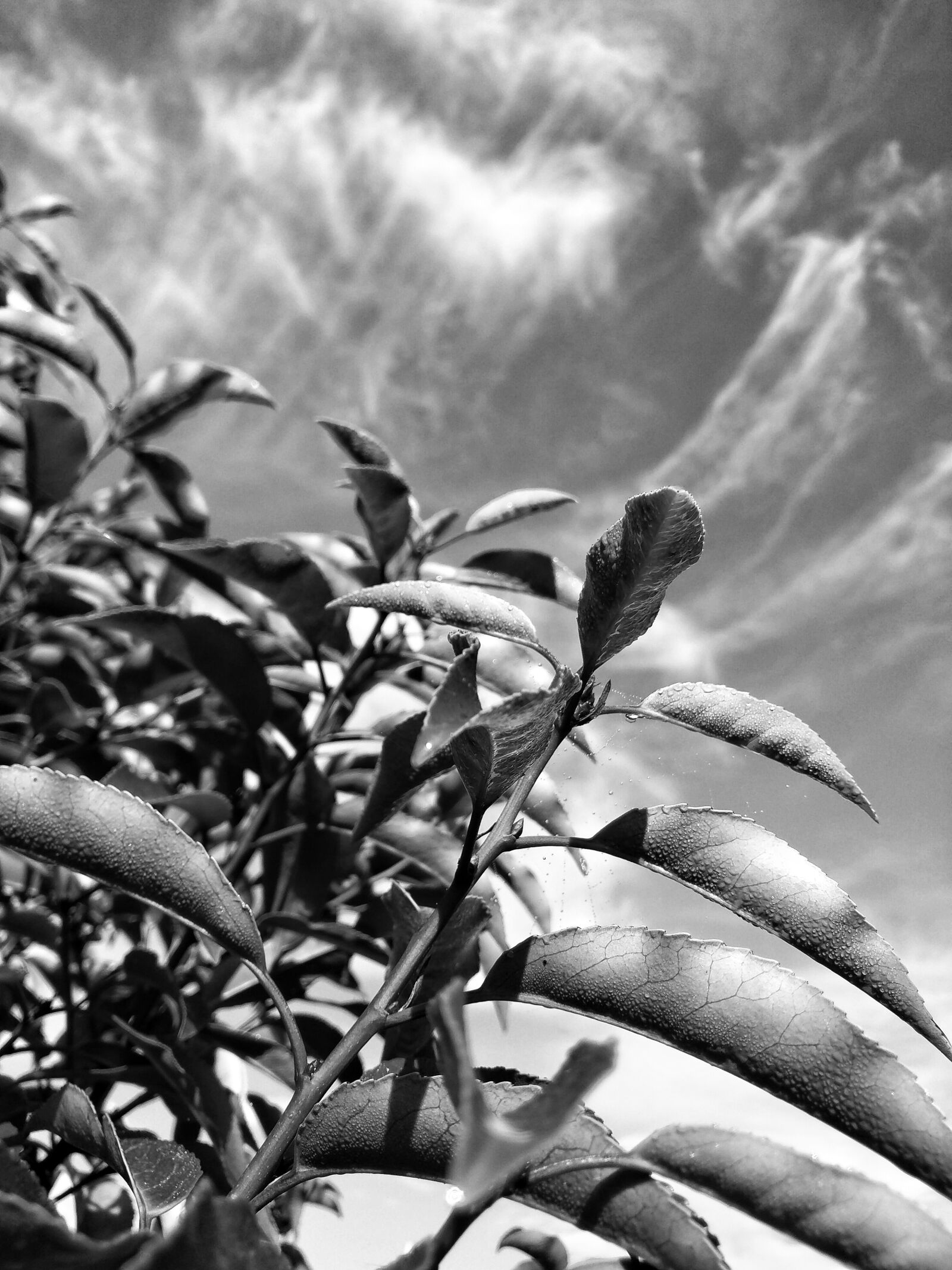 Motorola Nexus 6 sample photo. Leaves, nature, black and photography
