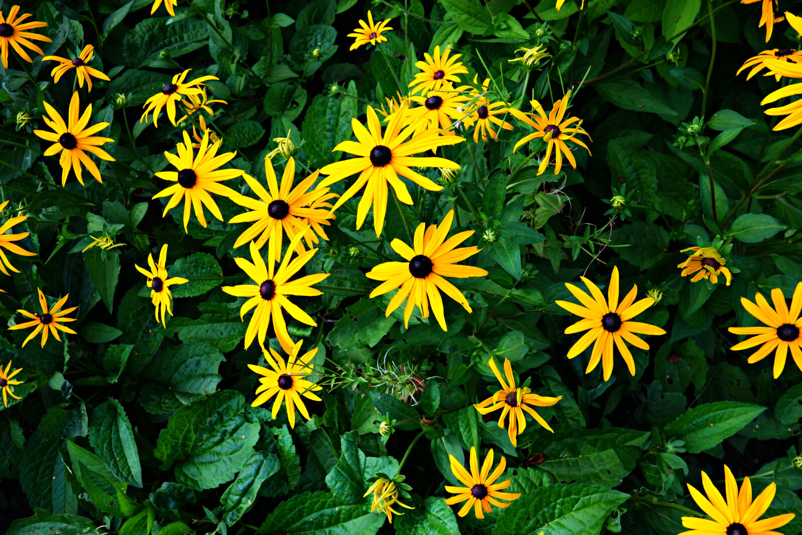 Sony Cyber-shot DSC-RX100 sample photo. Blossom, bright, flower, foliage photography