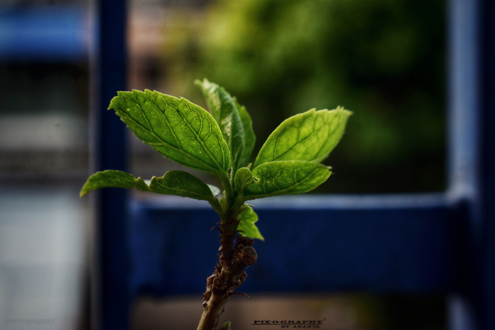 Nikon D3400 sample photo. Leaf, nature, green photography
