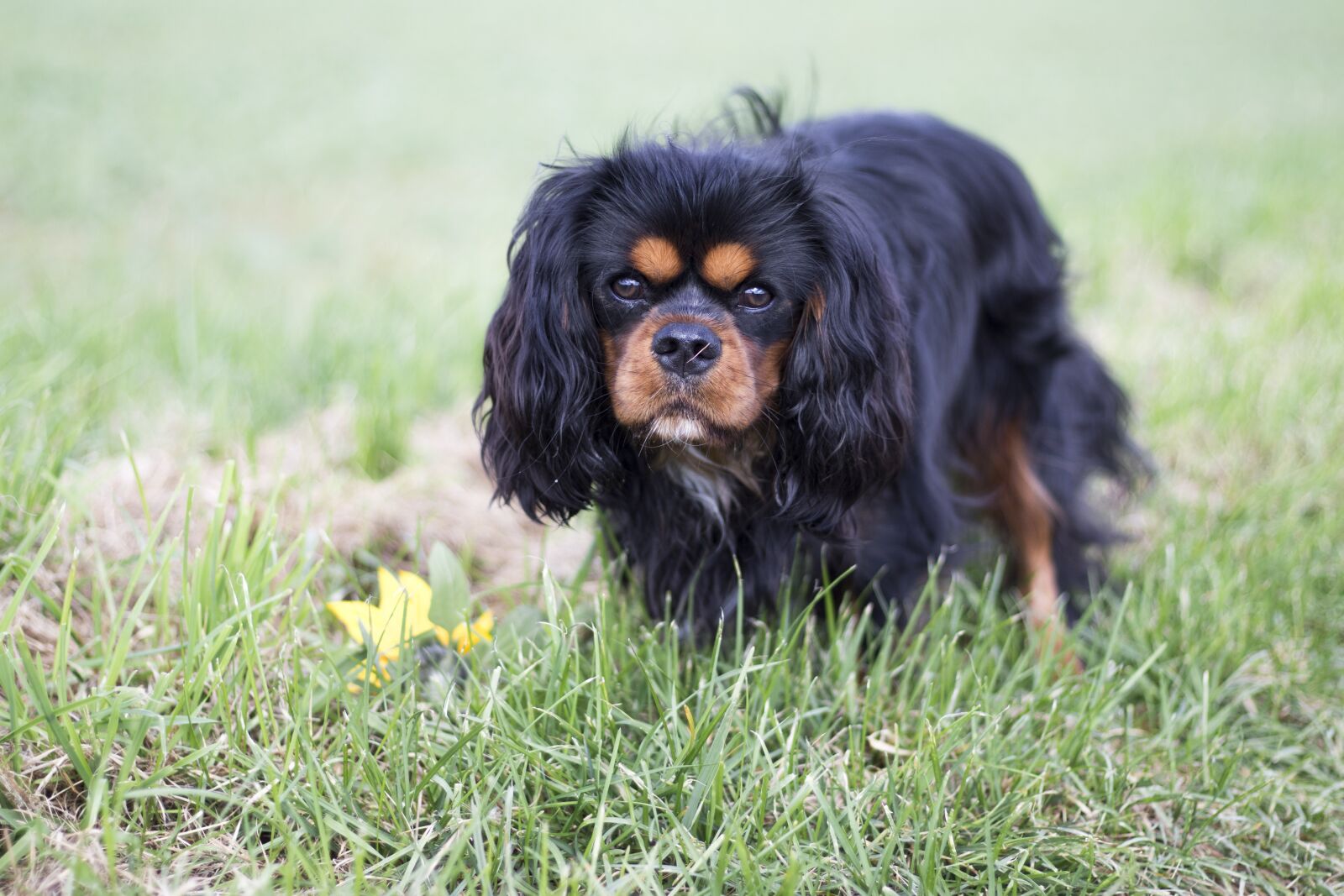 Canon EF 50mm F1.8 STM sample photo. Dog, animal, meadow photography
