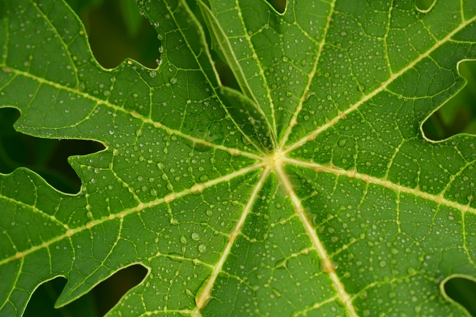 Nikon D500 sample photo. Papaya leaf, green leaf photography