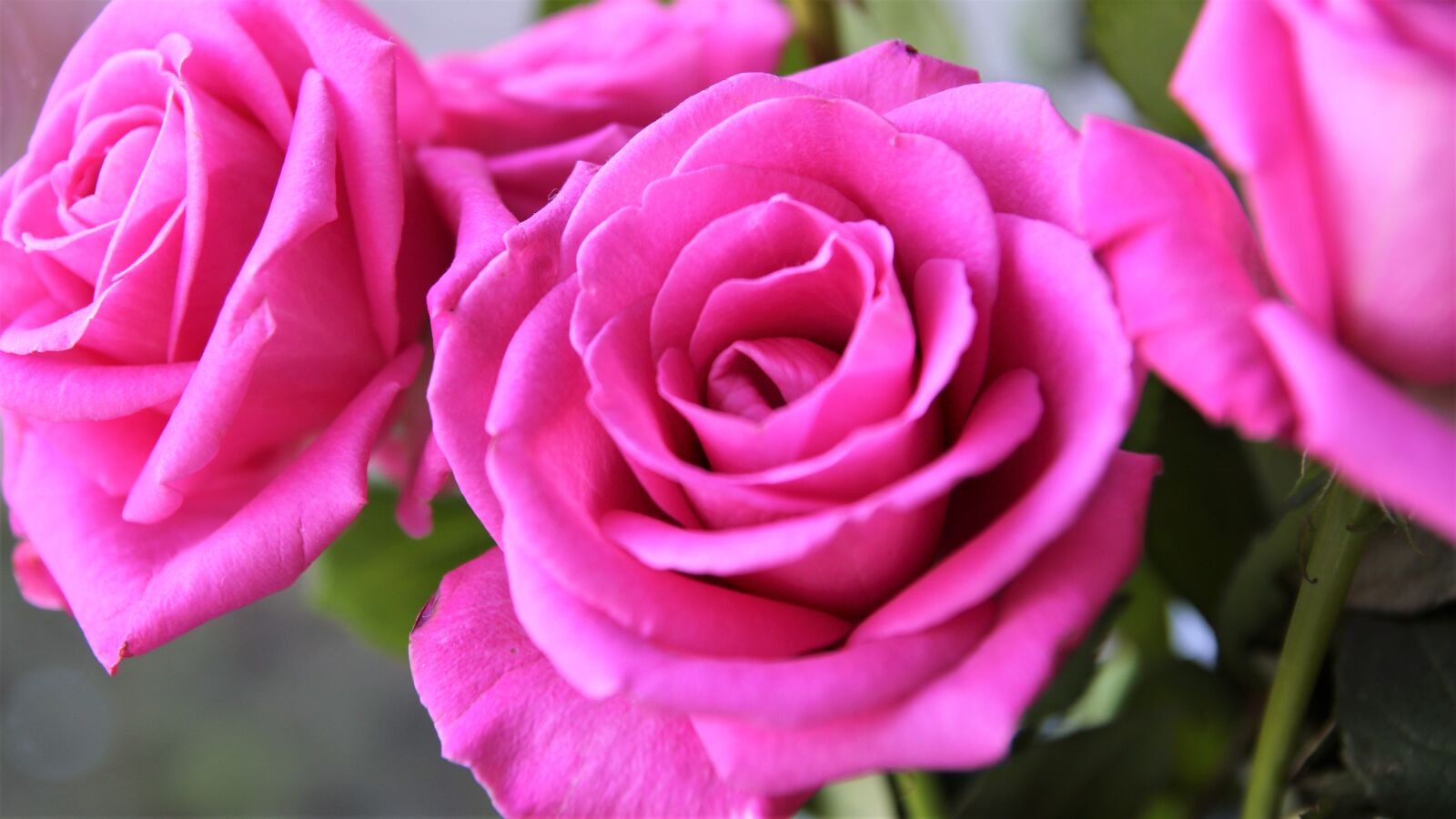 Canon EOS 7D Mark II sample photo. Rose, flower, roses photography