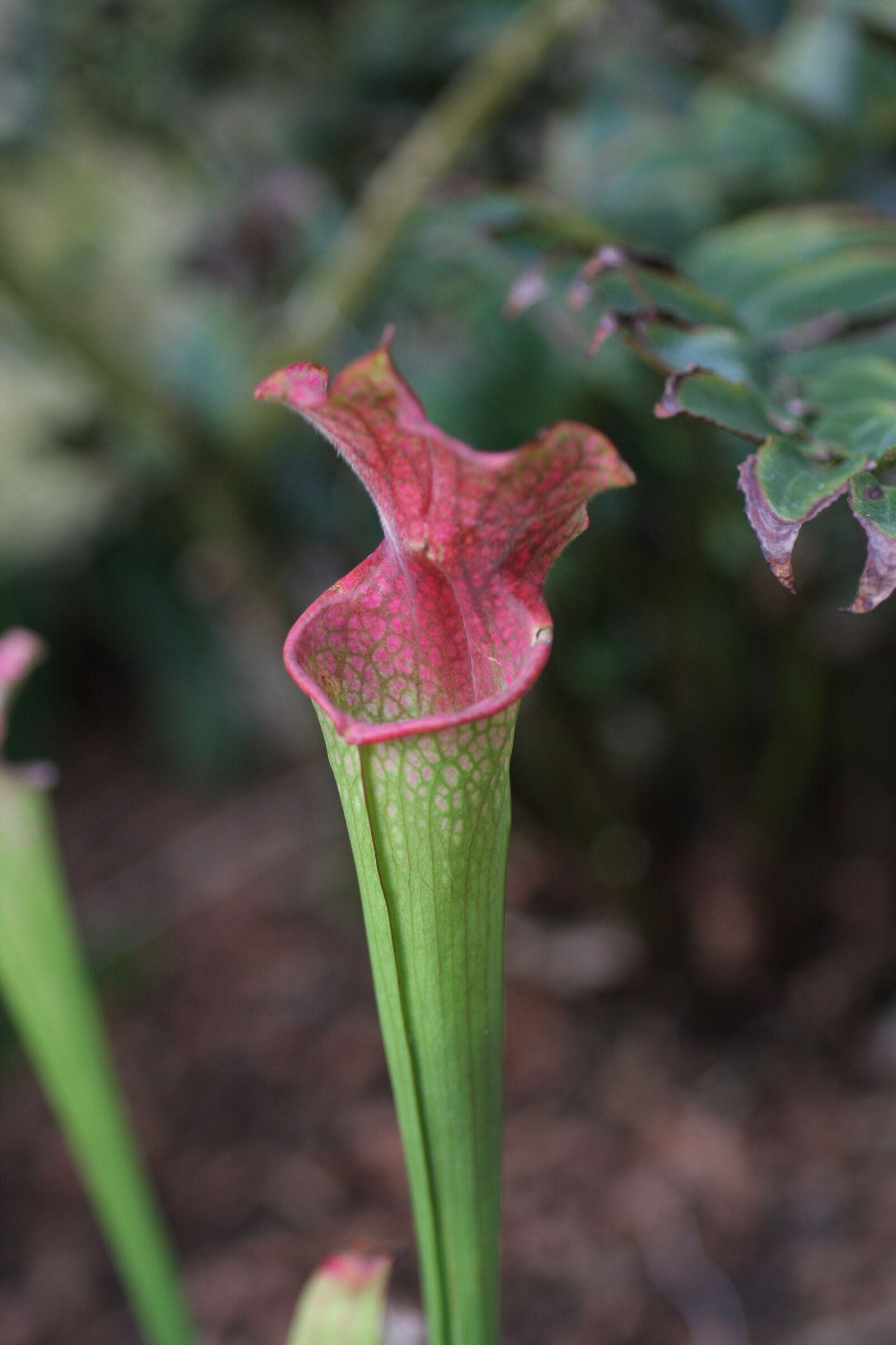 Sigma 50mm f/2.8 EX sample photo