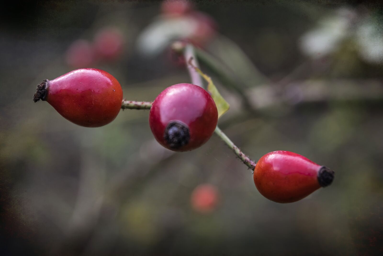 Nikon D3300 sample photo. Fruits, red, berries photography