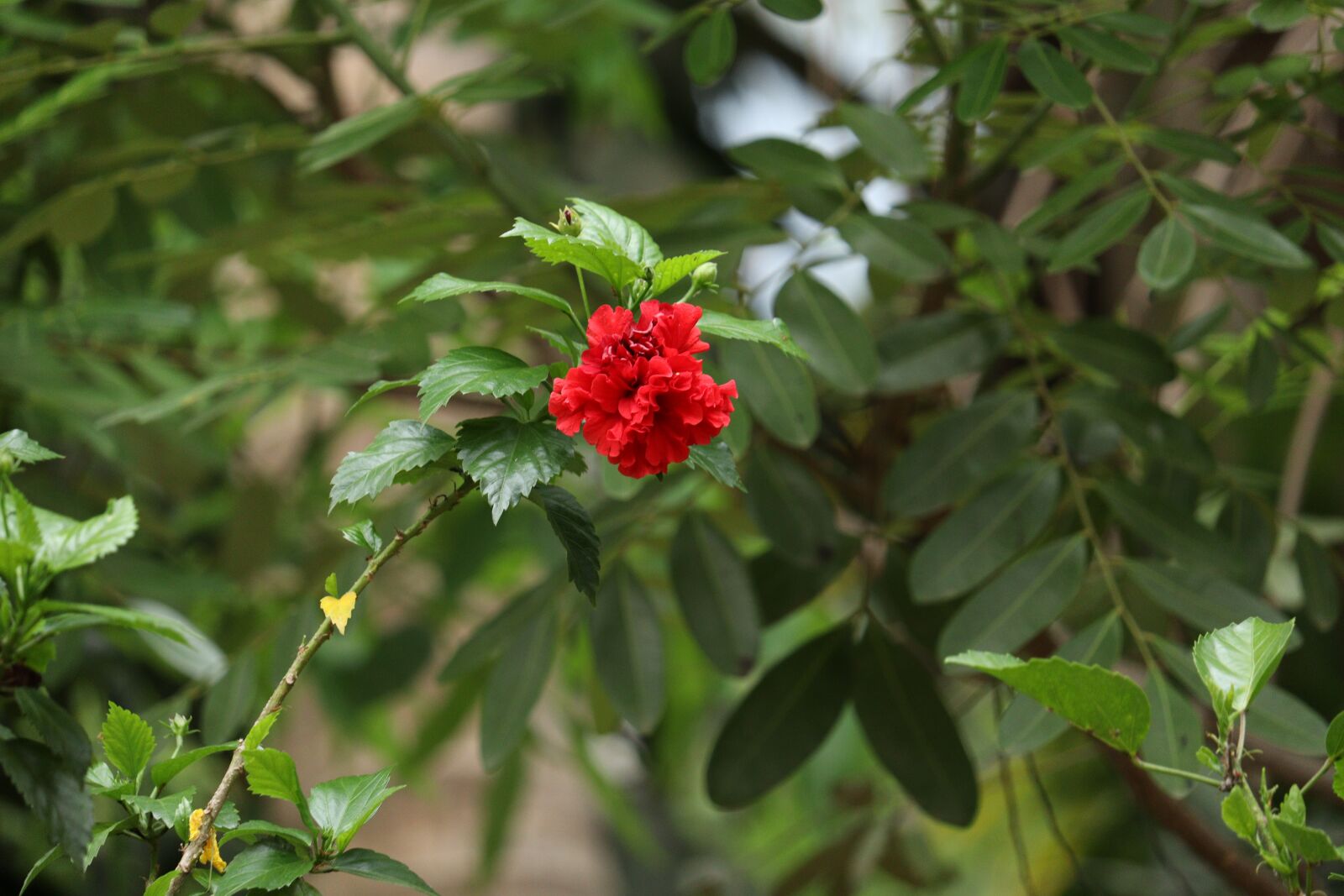 Canon EOS 250D (EOS Rebel SL3 / EOS Kiss X10 / EOS 200D II) sample photo. Kerala, nature, flower photography
