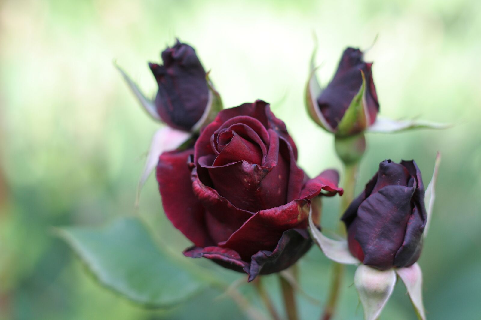 Canon EOS 350D (EOS Digital Rebel XT / EOS Kiss Digital N) sample photo. Rose, flower, blooms at photography