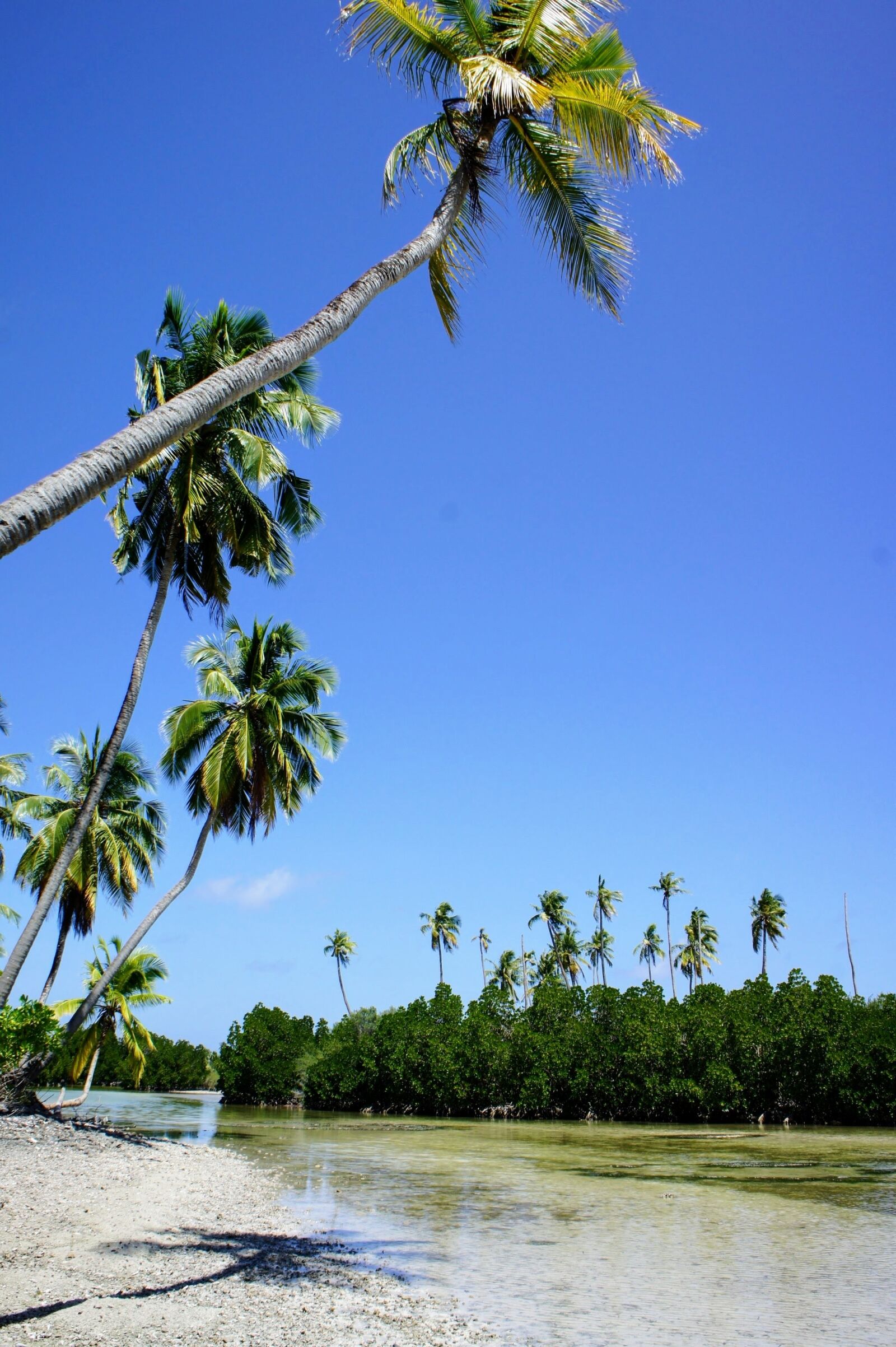 Sony Alpha NEX-5 sample photo. Palm trees, blue sky photography