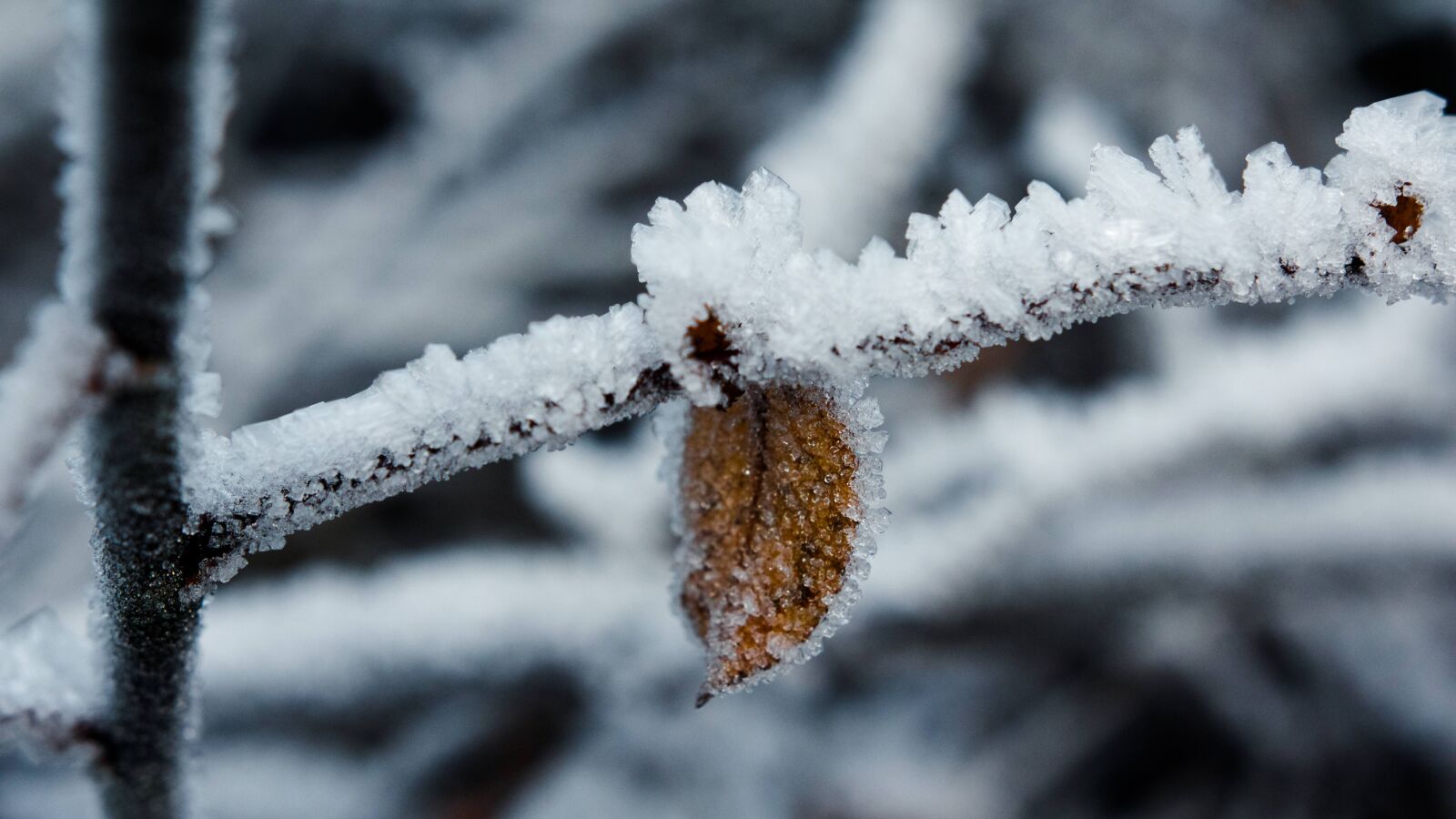 Canon EOS 60D sample photo. Ice, winter, leaf photography