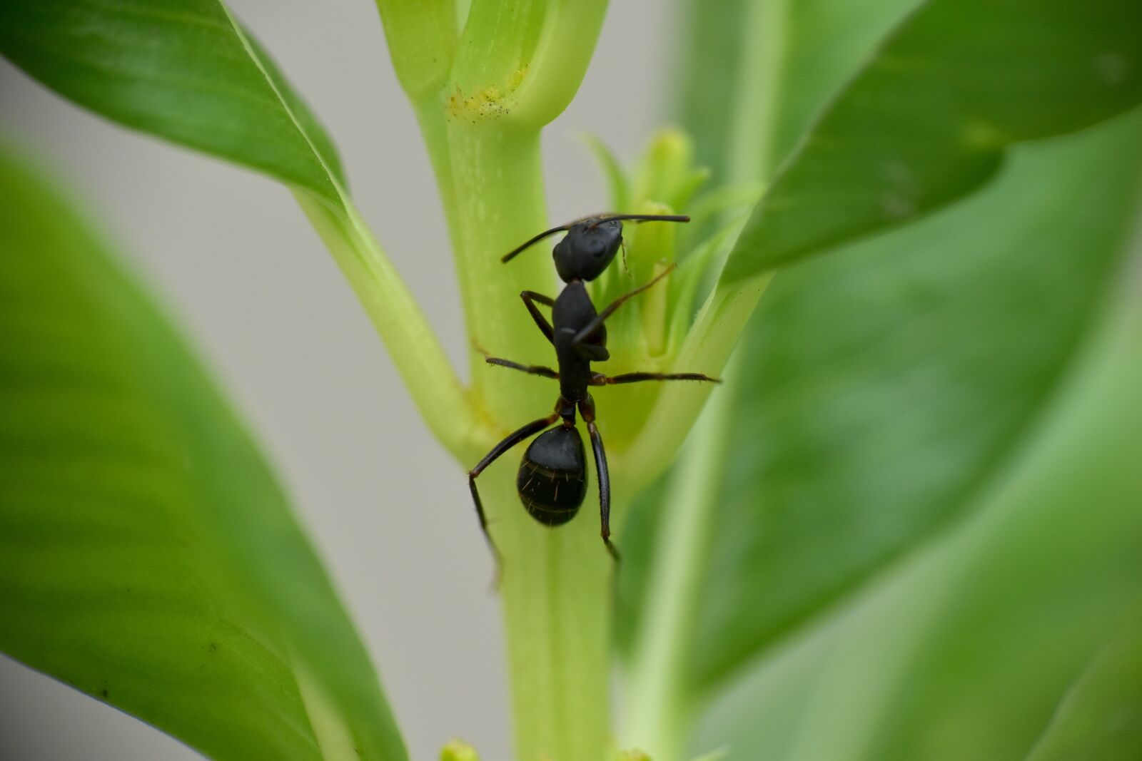 Nikon D5600 sample photo. Black ant, insect, garden photography