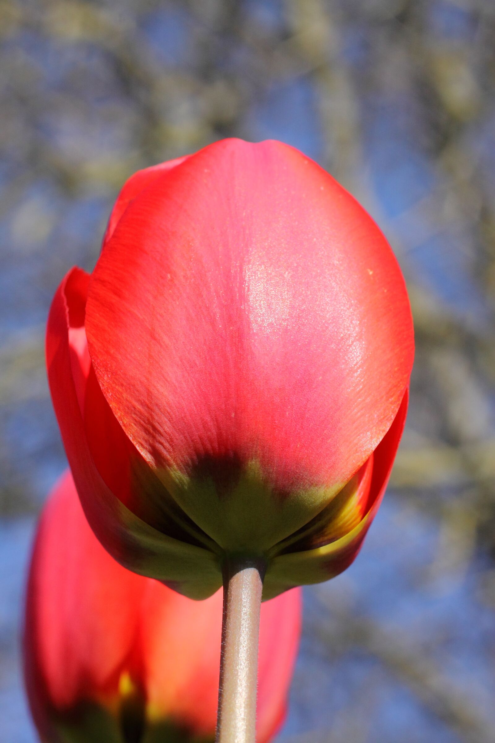 Canon EOS 50D sample photo. Red tulip, blossom, bloom photography