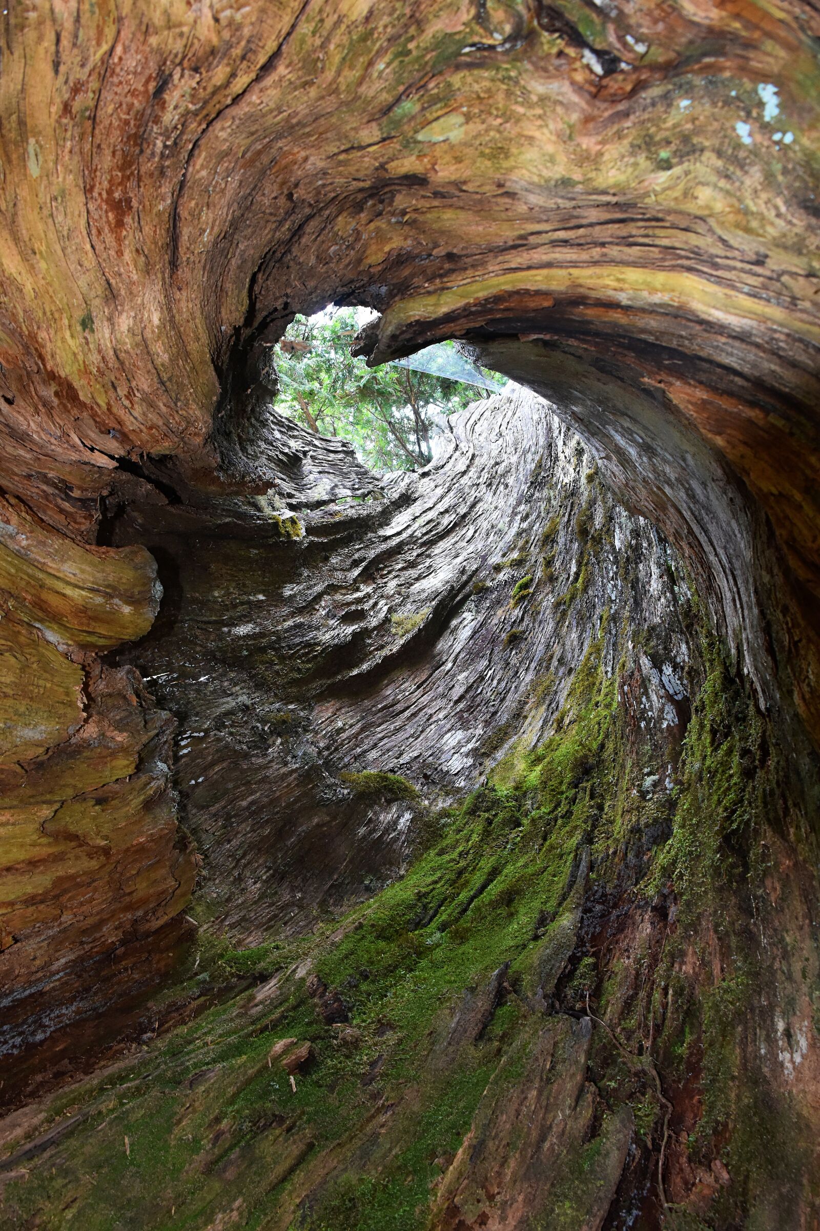Nikon D5600 sample photo. Victoria peak, tree wood photography