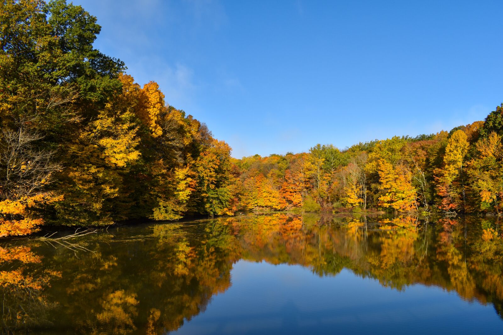 Nikon D5600 sample photo. Fall, trees, pond photography