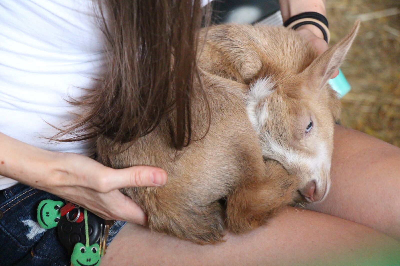 Canon EOS 700D (EOS Rebel T5i / EOS Kiss X7i) + Canon EF-S 18-135mm F3.5-5.6 IS STM sample photo. Sleeping goat, light brown photography