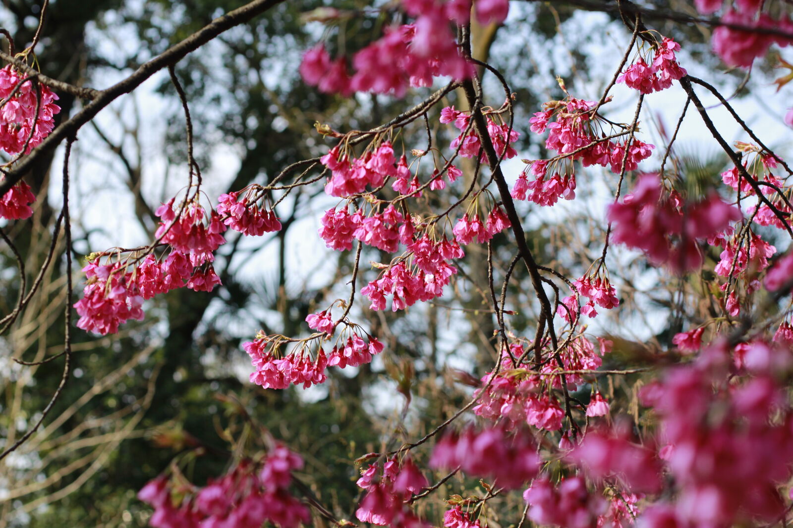 Canon EOS 600D (Rebel EOS T3i / EOS Kiss X5) sample photo. Beautiful, flowers, cherry, blossom photography