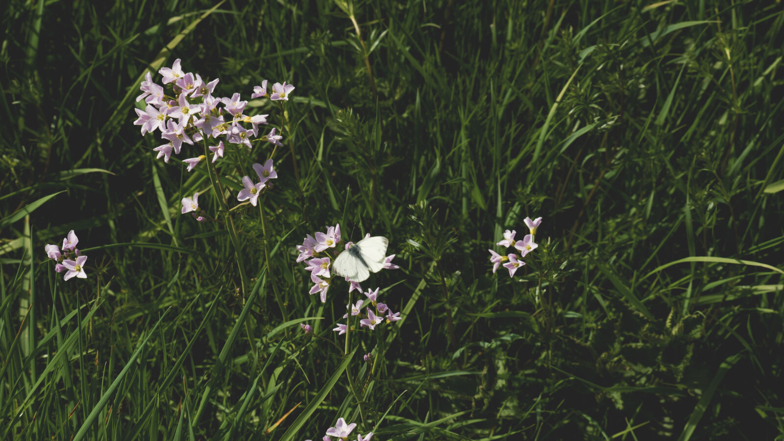 24-70mm F2.8-2.8 SSM sample photo. Butterfly, grass, meadow, nature photography