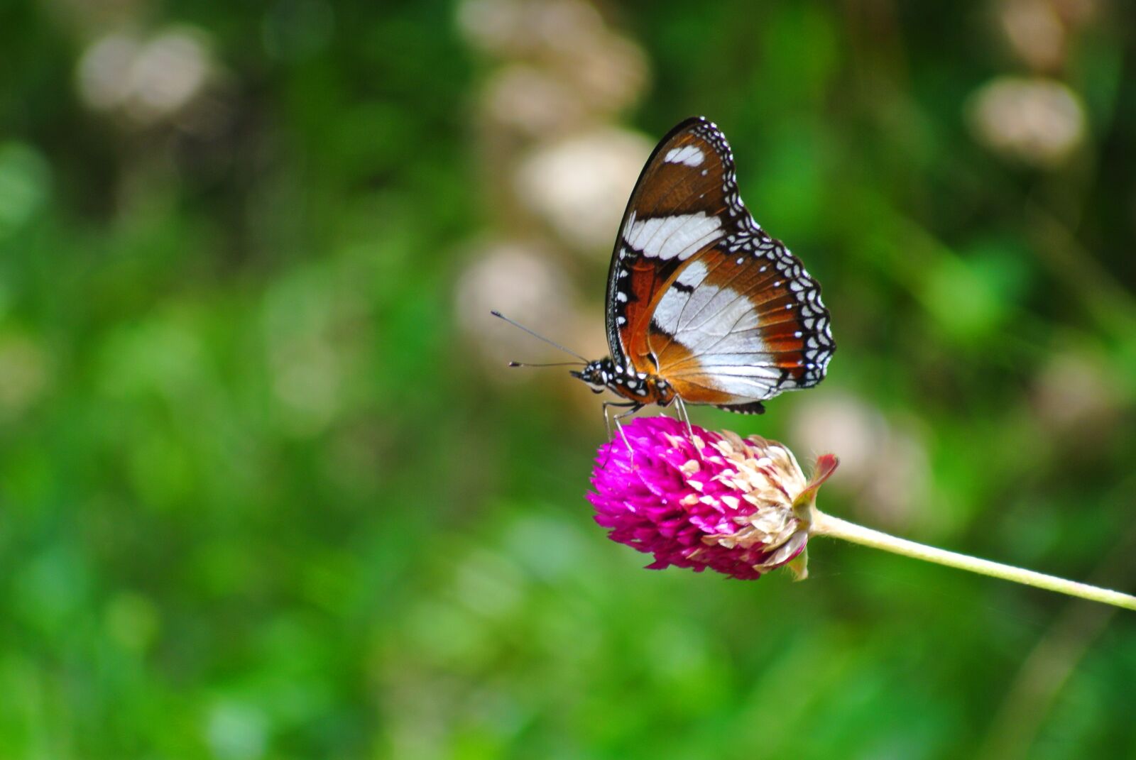 Nikon 1 V1 sample photo. Flowers, insects, butterfly photography