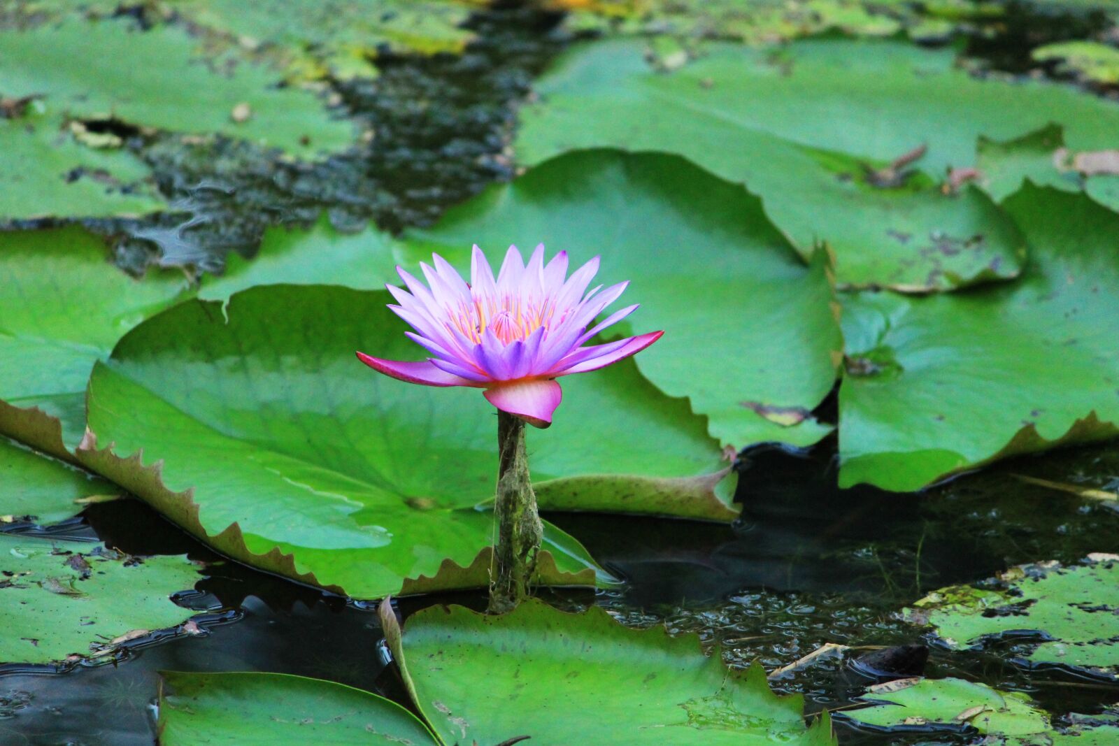 Canon EOS 1100D (EOS Rebel T3 / EOS Kiss X50) sample photo. Pool, lotus, leaf photography