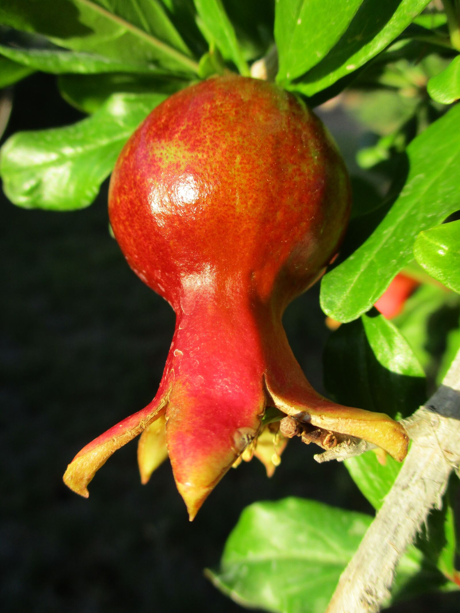 Canon PowerShot ELPH 180 (IXUS 175 / IXY 180) sample photo. Pomegranate, fruit, agriculture photography