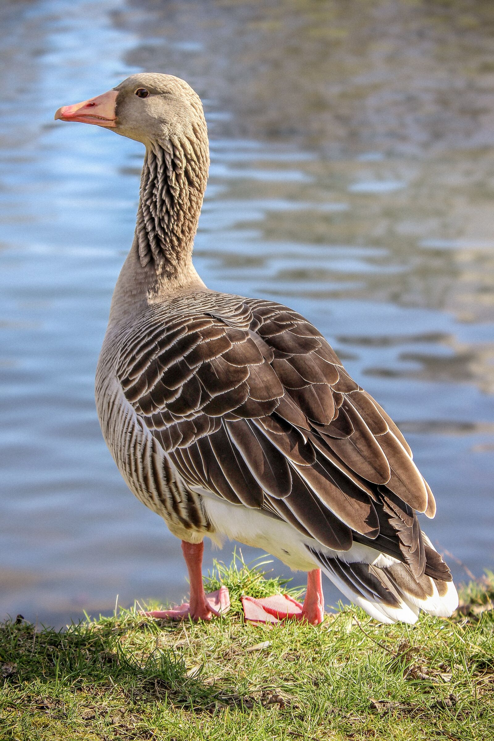 Canon EOS 600D (Rebel EOS T3i / EOS Kiss X5) sample photo. Duck, mallard, bank photography