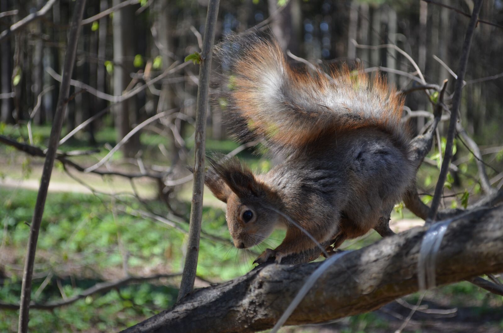 Nikon D5100 sample photo. Squirrel, nature, moscow photography