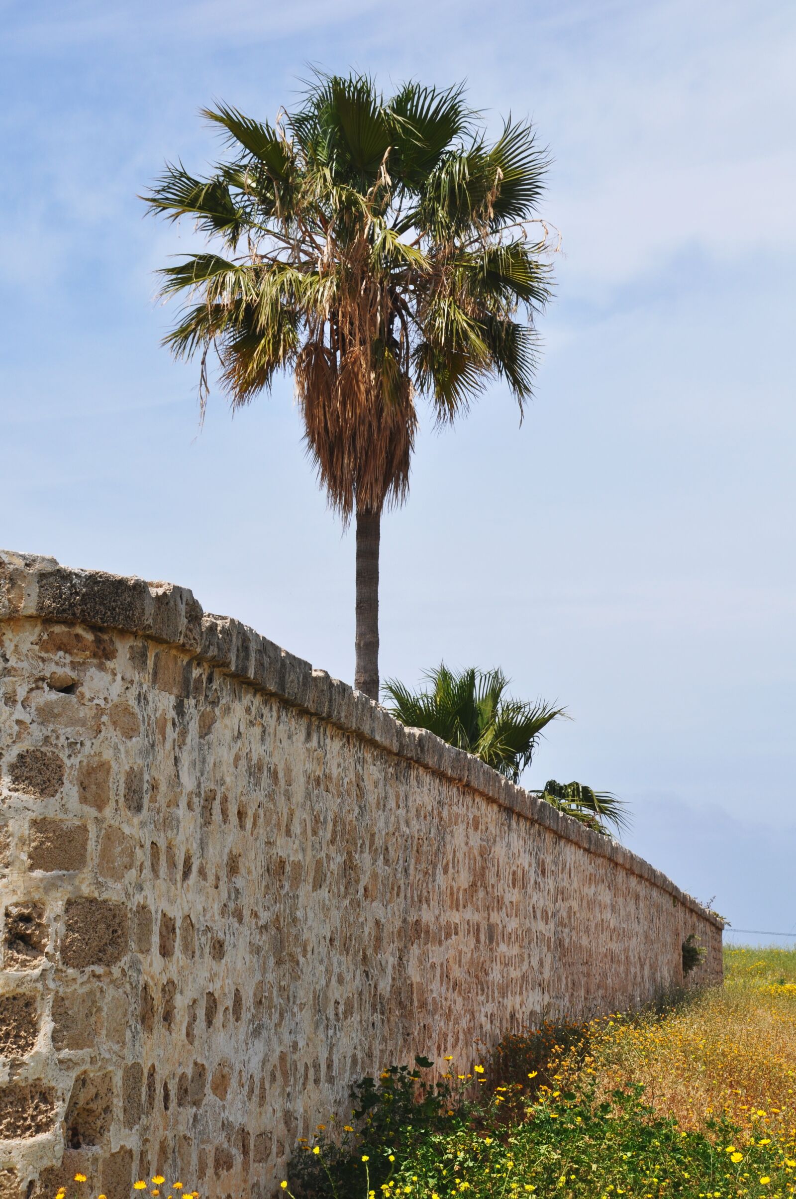 Nikon D90 sample photo. Israel, palma, green photography