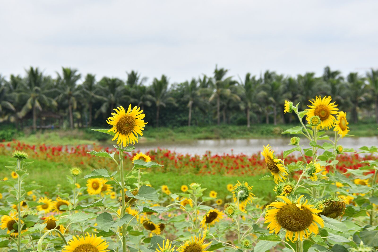 Nikon D7200 sample photo. Sunflower, beautiful landscape, nature photography