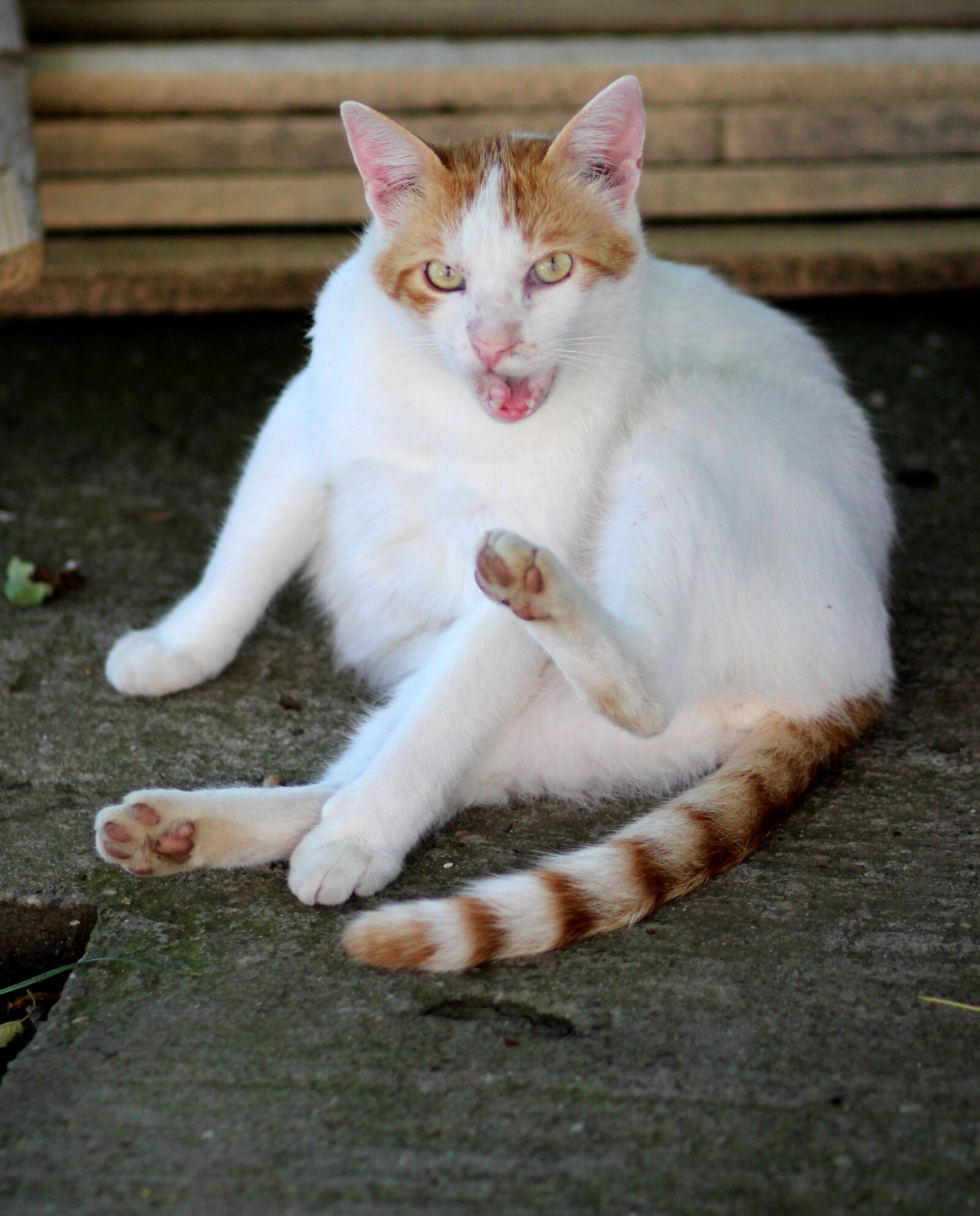 Canon EOS 700D (EOS Rebel T5i / EOS Kiss X7i) + Canon EF 85mm F1.8 USM sample photo. Cat, white, orange photography