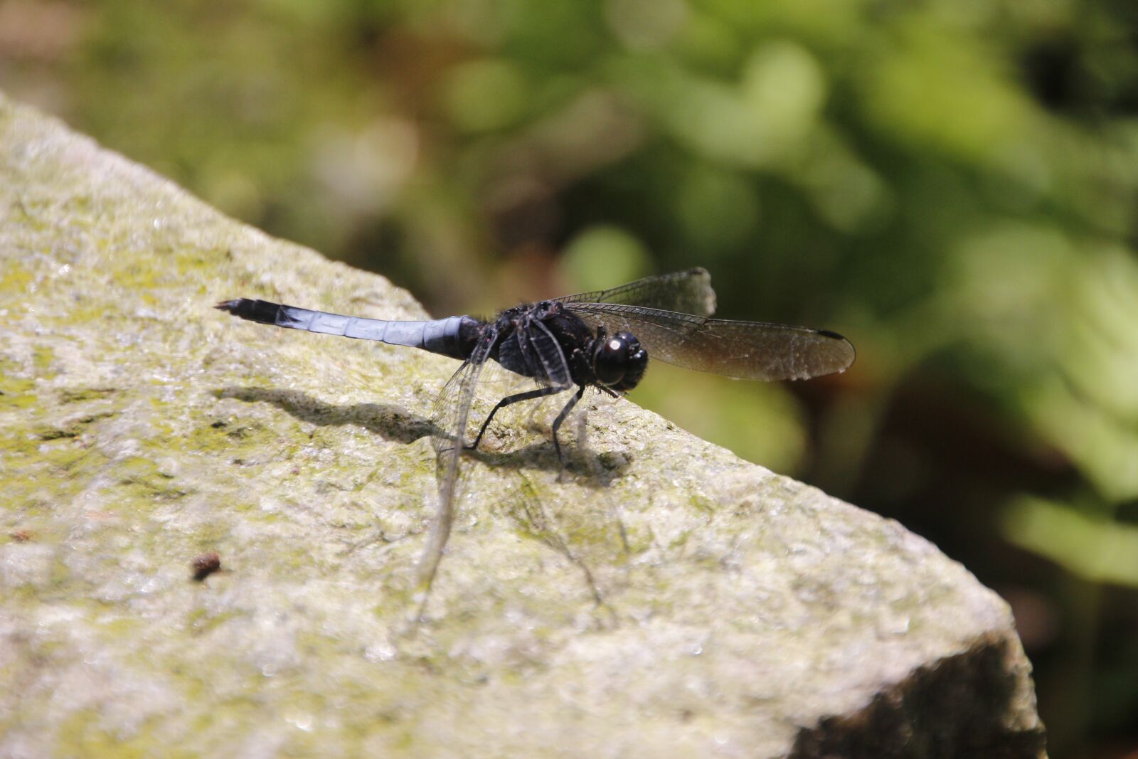 Canon EOS 600D (Rebel EOS T3i / EOS Kiss X5) sample photo. Dragonfly, blue dragonfly, dwarf photography