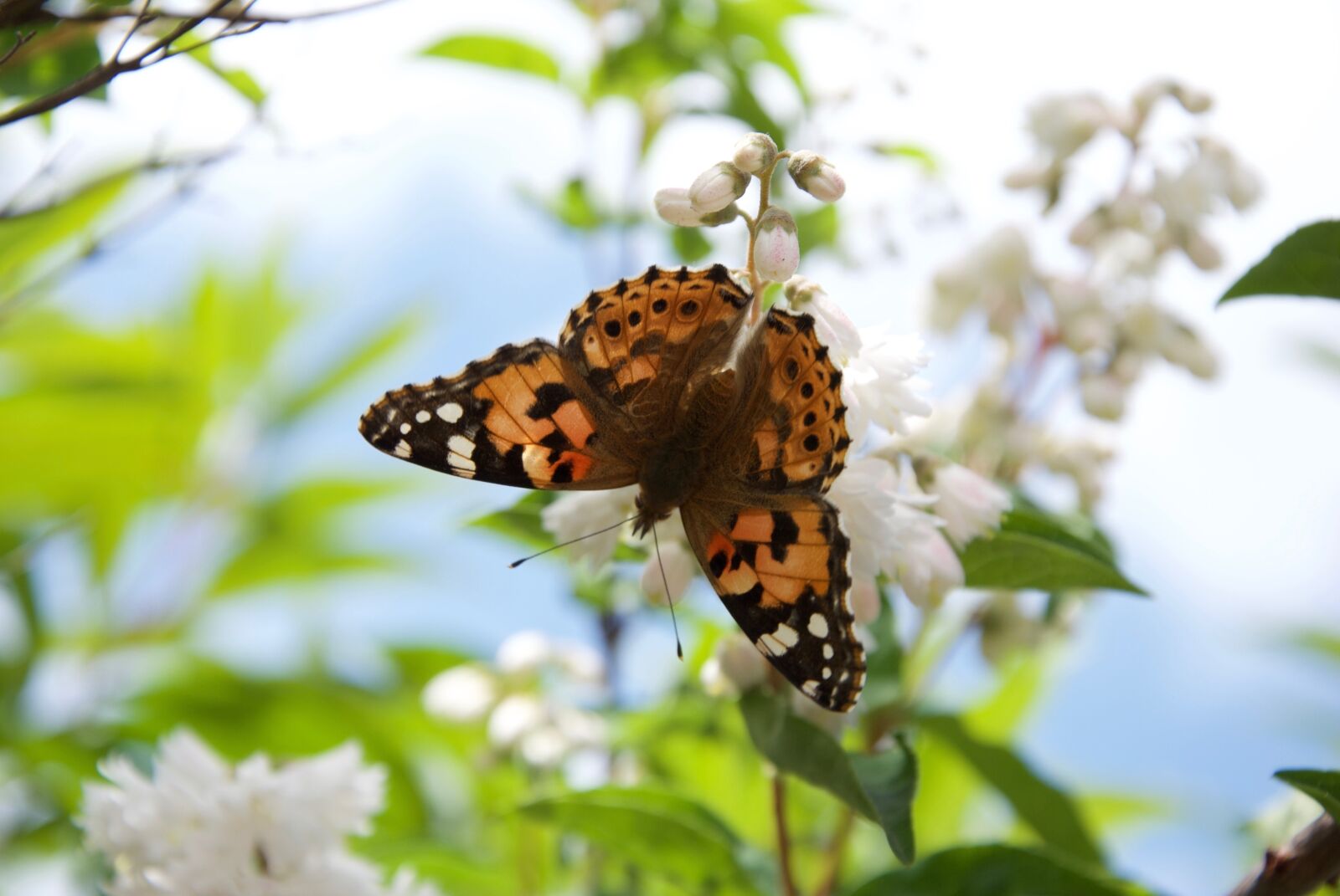 Nikon D60 sample photo. Butterfly, blossom, nature photography
