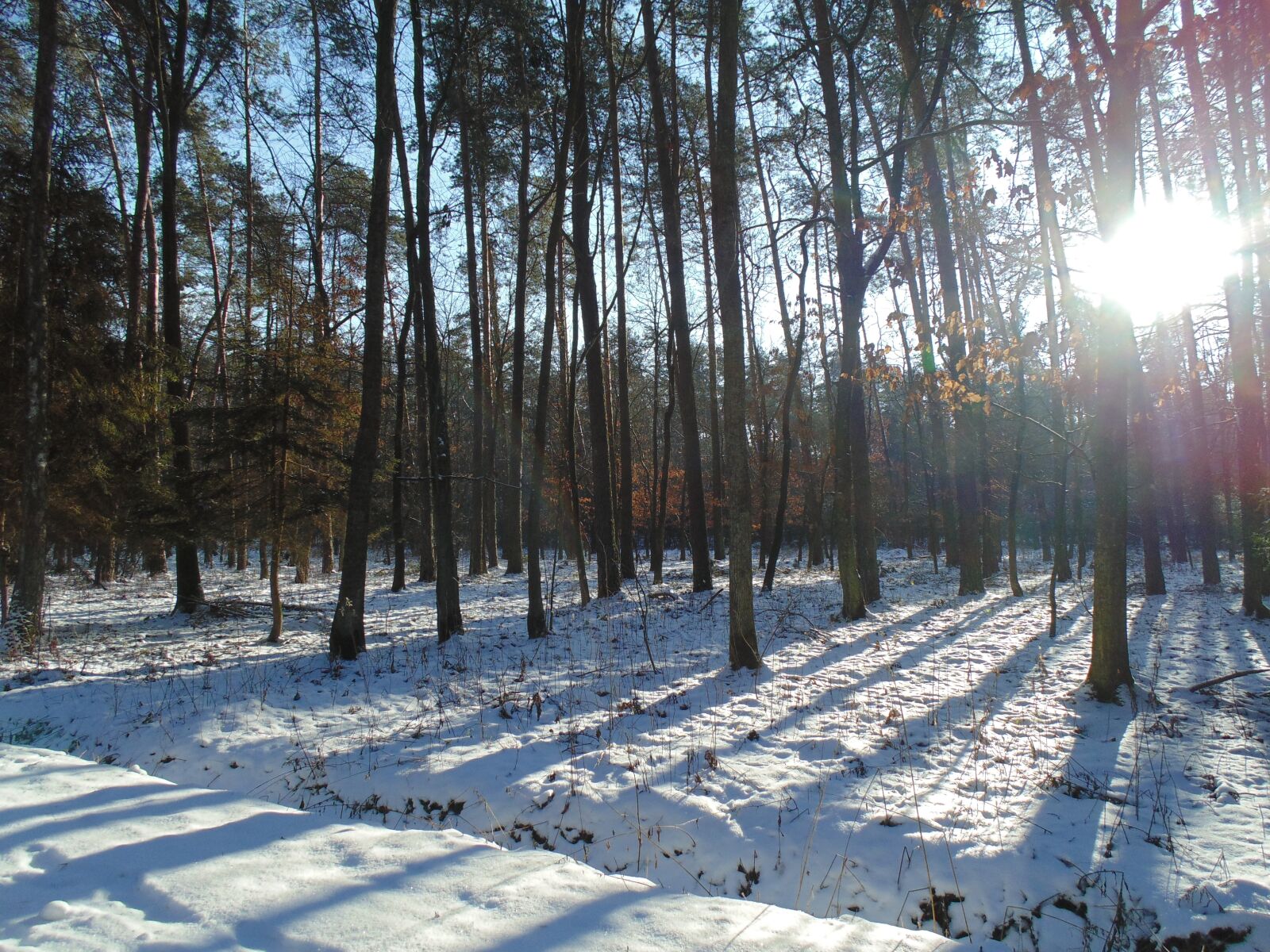 Sony Cyber-shot DSC-H200 sample photo. Forest, trees, nature photography