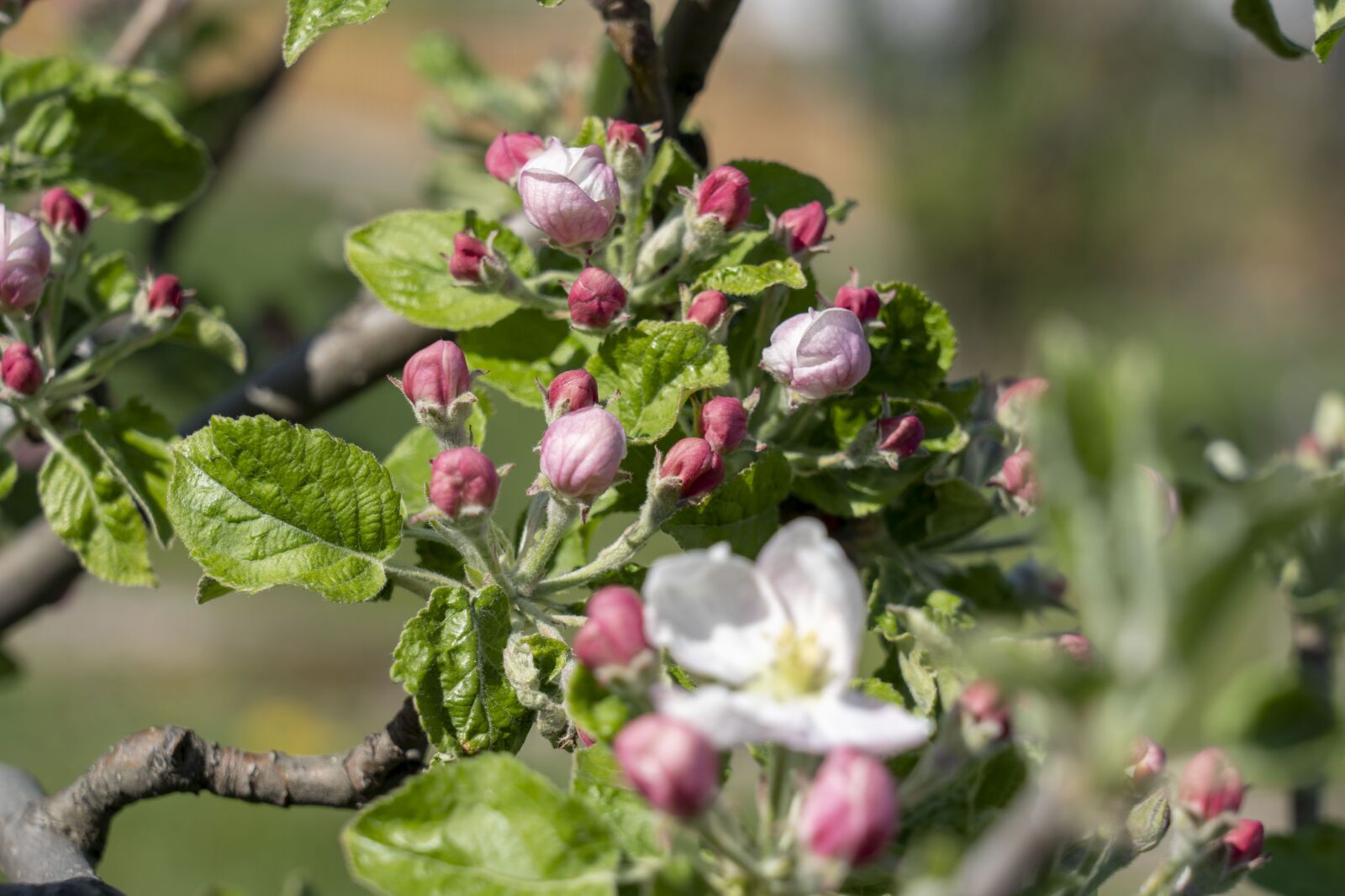 Sony FE 24-105mm F4 G OSS sample photo. Flower, flowers, the puck photography