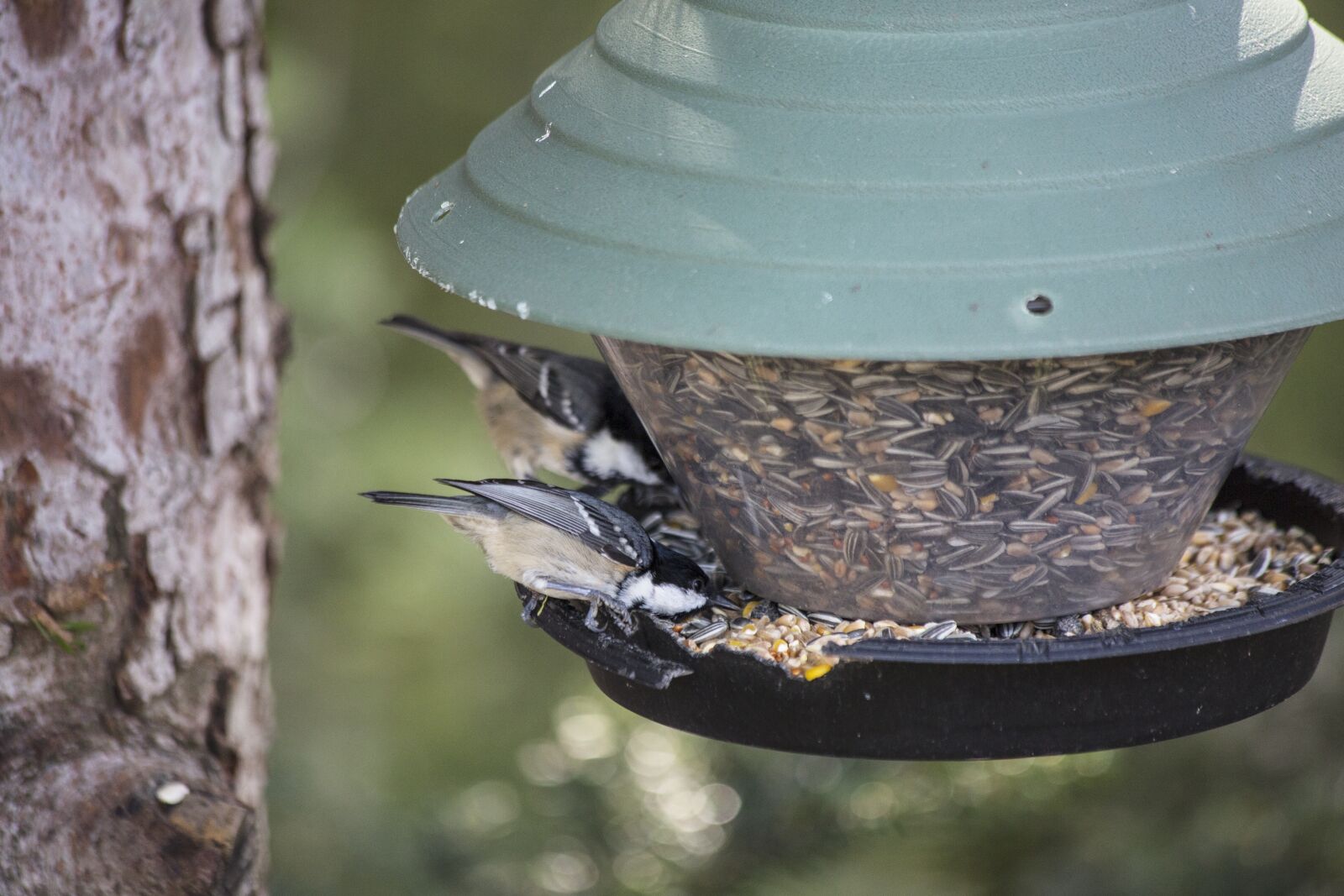 Canon EF 70-300mm F4-5.6 IS USM sample photo. Bird, aviary, nesting box photography
