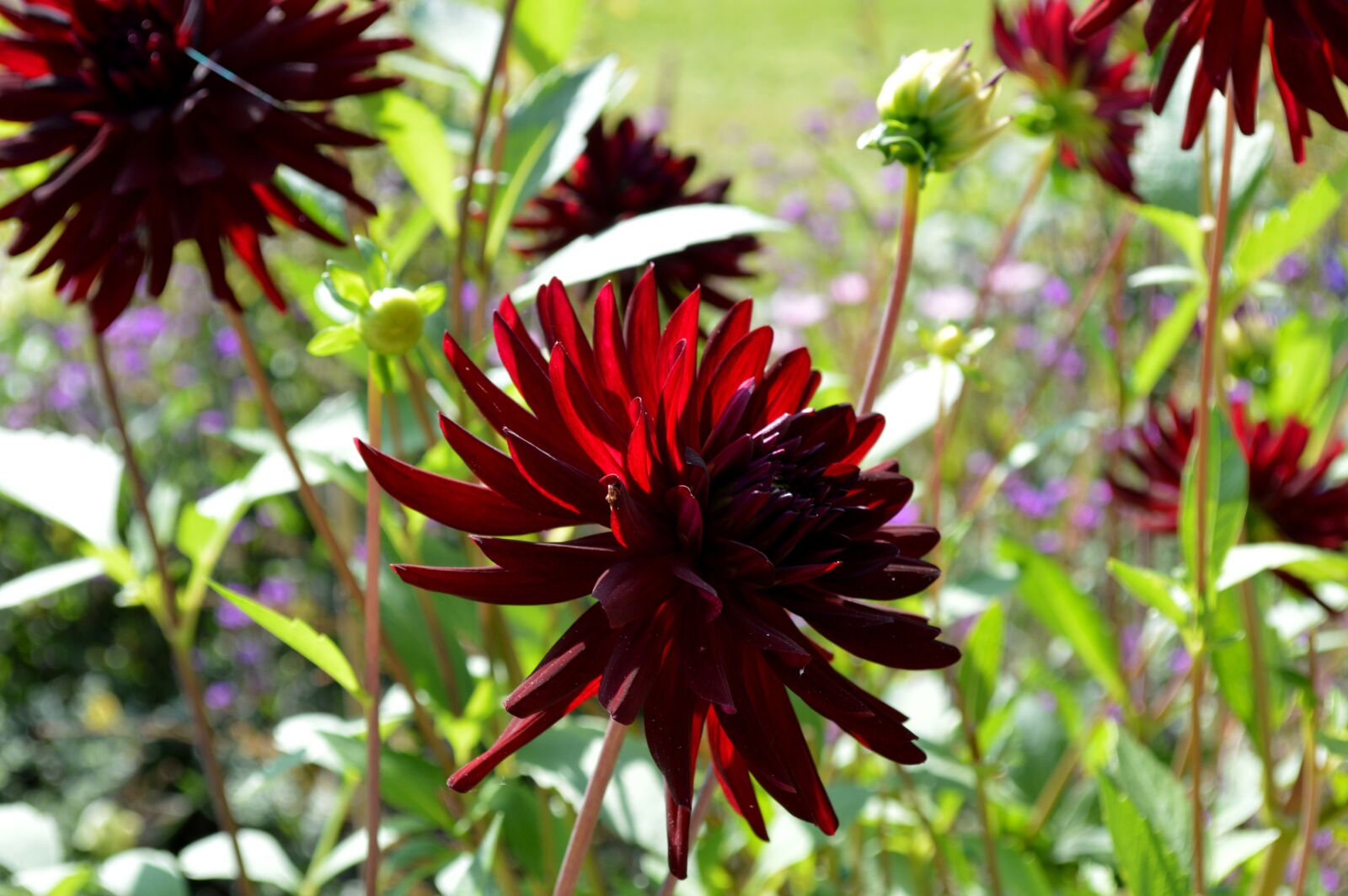 Nikon D3200 sample photo. Asters, flowers, autumn photography