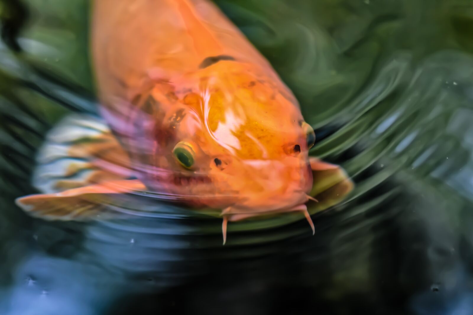 Nikon D7200 sample photo. Koi, pond, fish photography