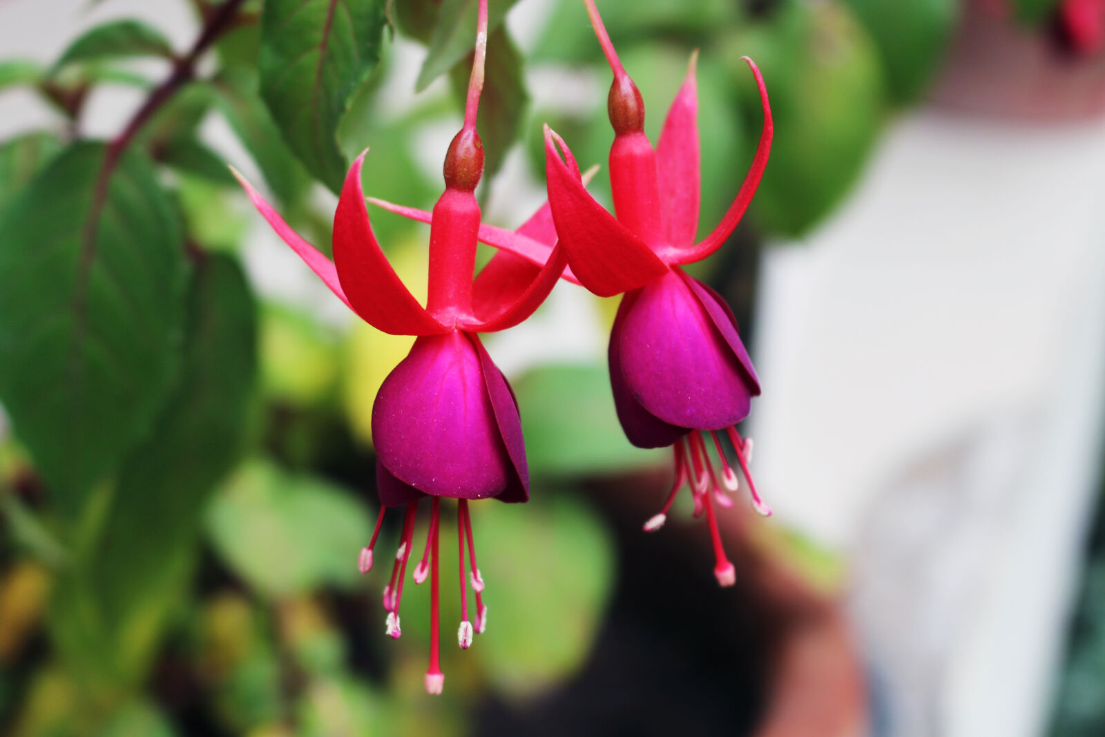 Canon EOS 700D (EOS Rebel T5i / EOS Kiss X7i) sample photo. Bloom, blossom, close, up photography
