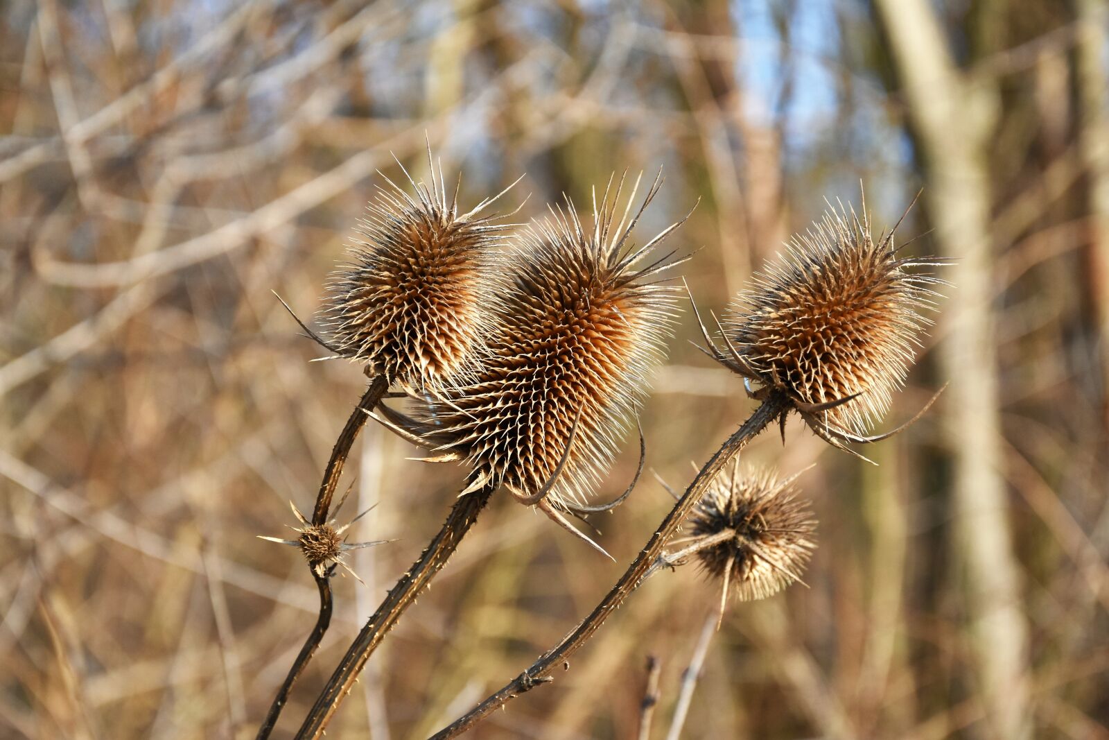 Nikon D7200 sample photo. Dry, plant, nature photography