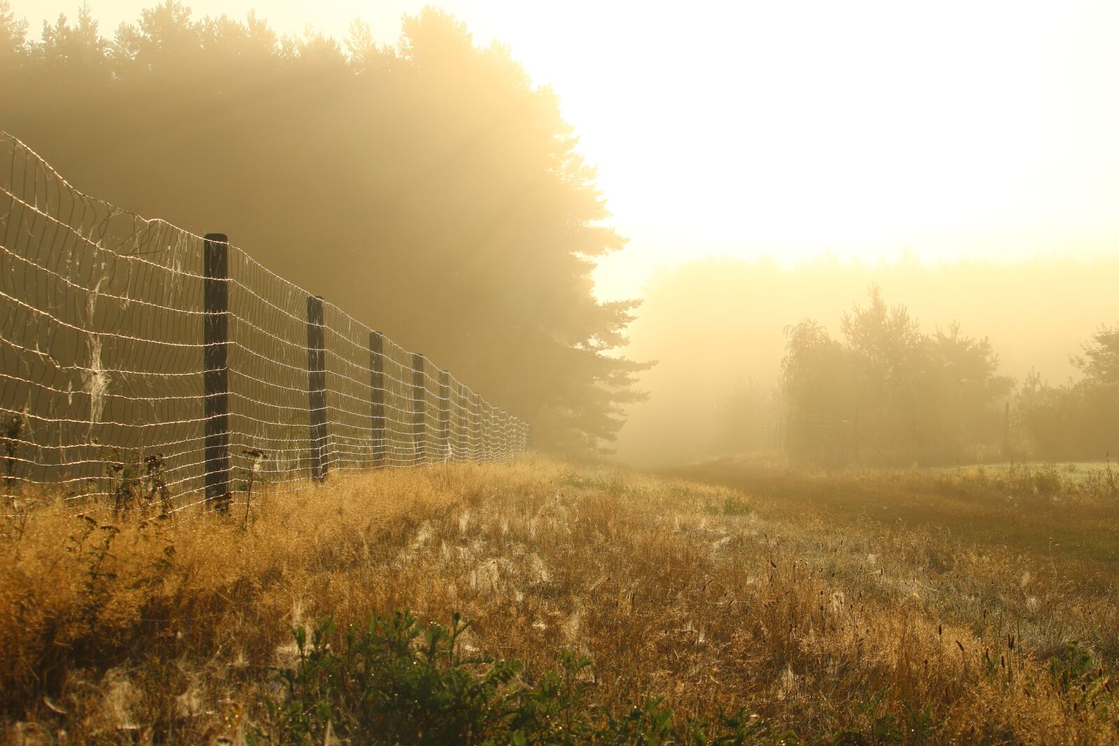 Canon EOS 100D (EOS Rebel SL1 / EOS Kiss X7) sample photo. Away, fog, fence photography