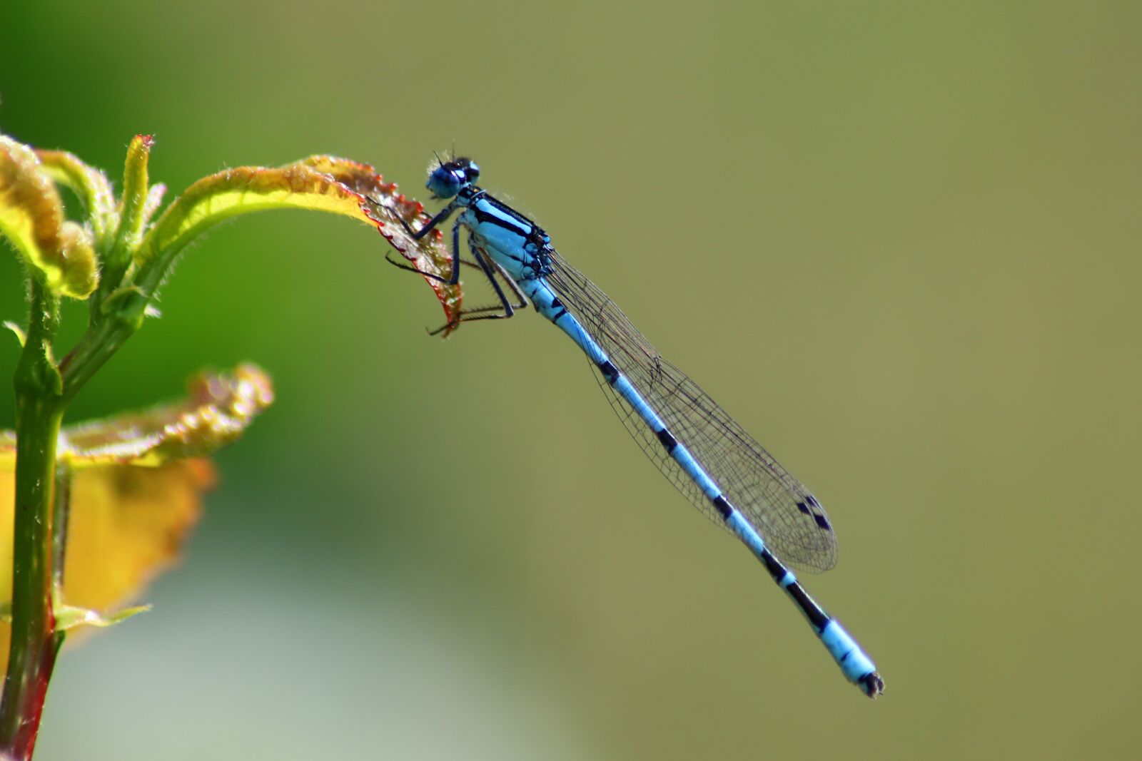 Canon EOS 77D (EOS 9000D / EOS 770D) sample photo. Dragonfly, small dragonfly, horseshoe photography