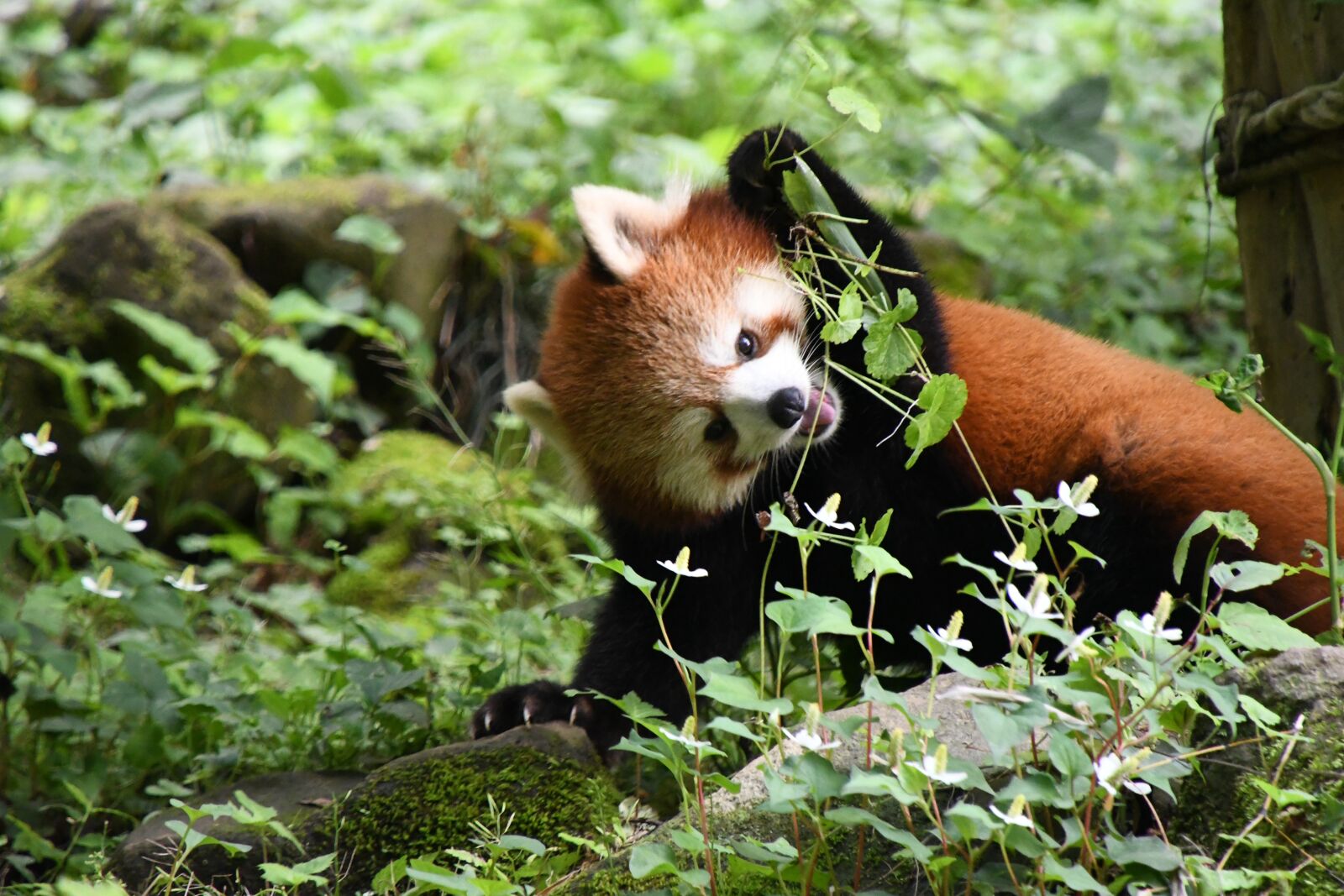 Nikon D7500 sample photo. Redpanda, animal, zoo photography