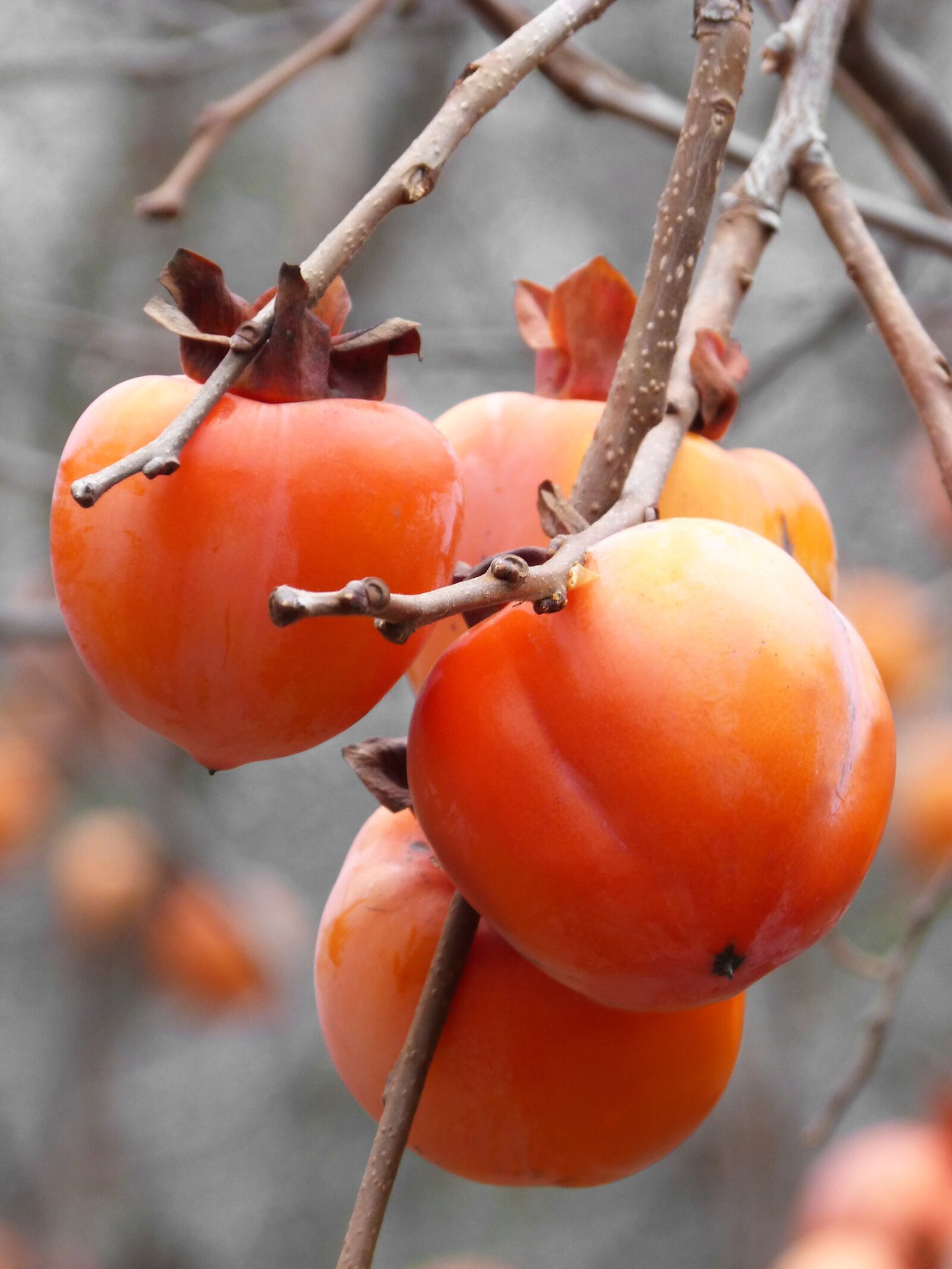 Panasonic DMC-FZ62 sample photo. Khaki, rosewood, fruit photography