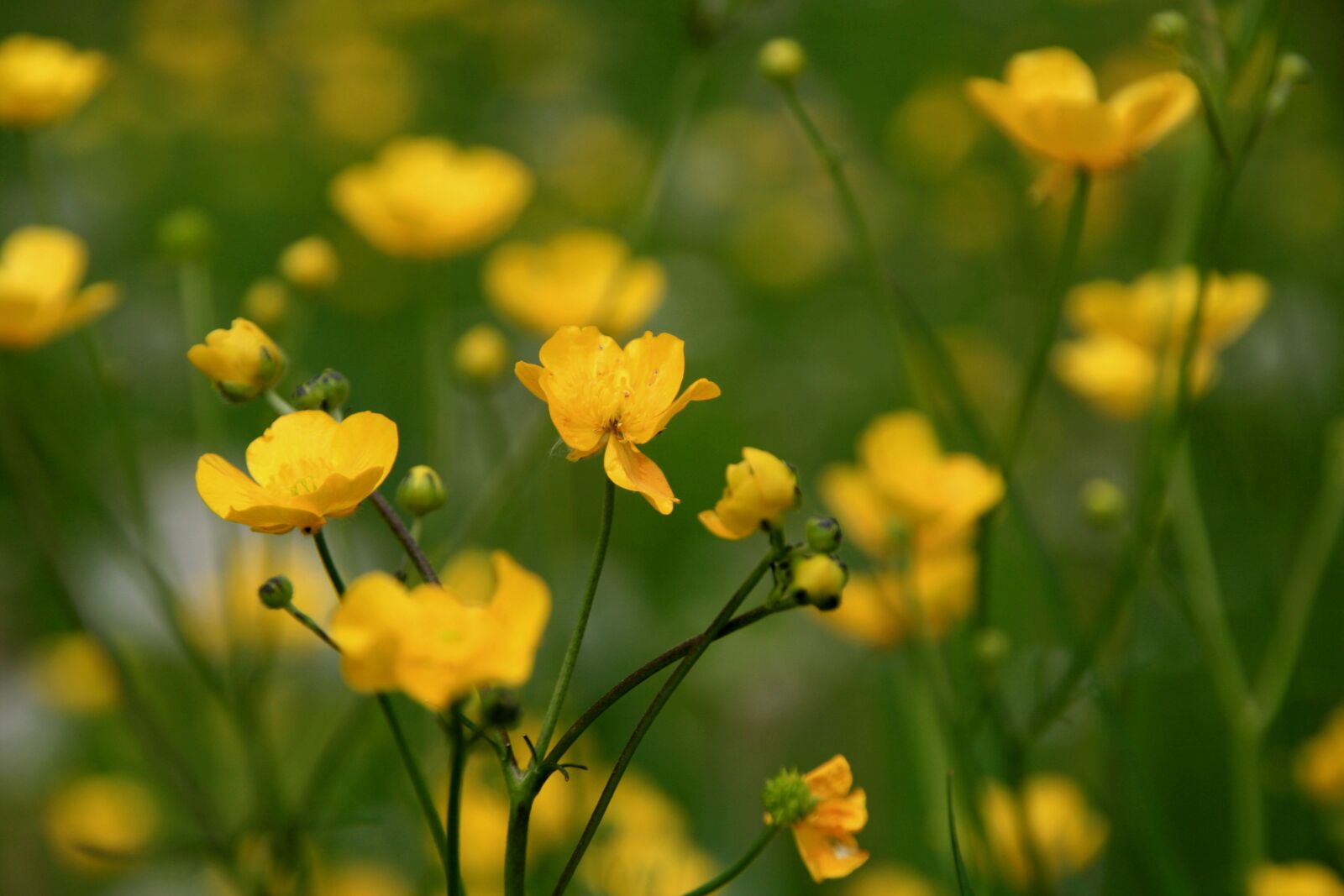 Canon EOS 400D (EOS Digital Rebel XTi / EOS Kiss Digital X) sample photo. Flower, plant, buttercup photography