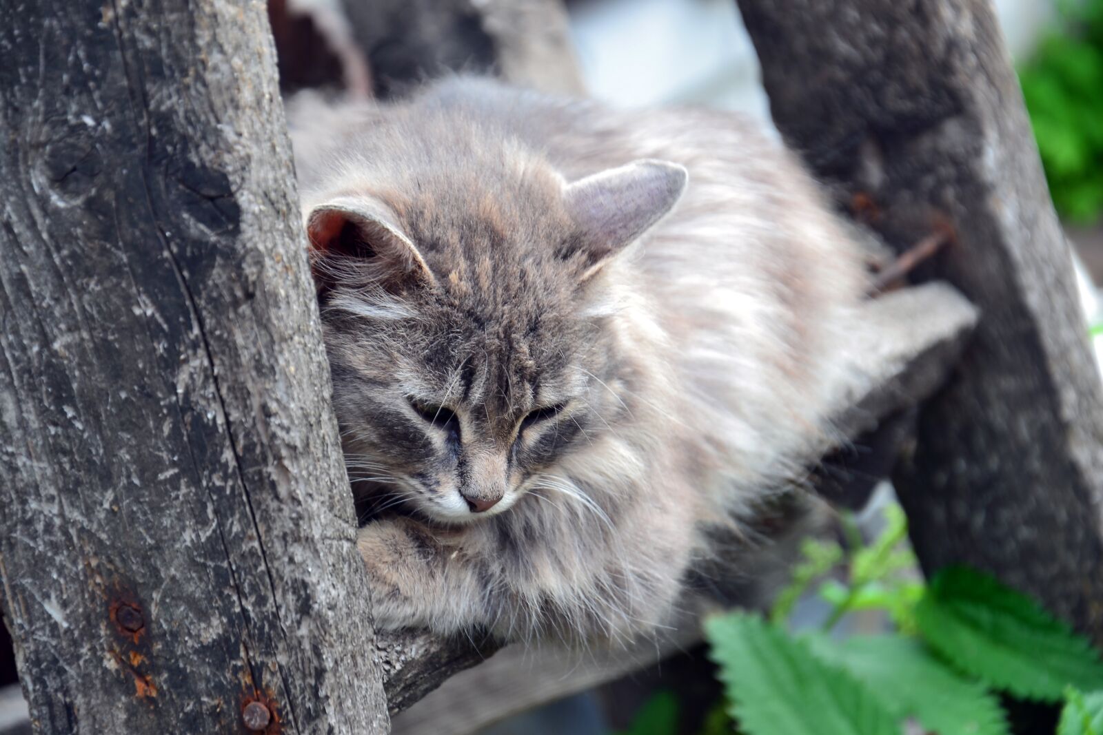 Nikon D3100 sample photo. Cat, animal, furry photography