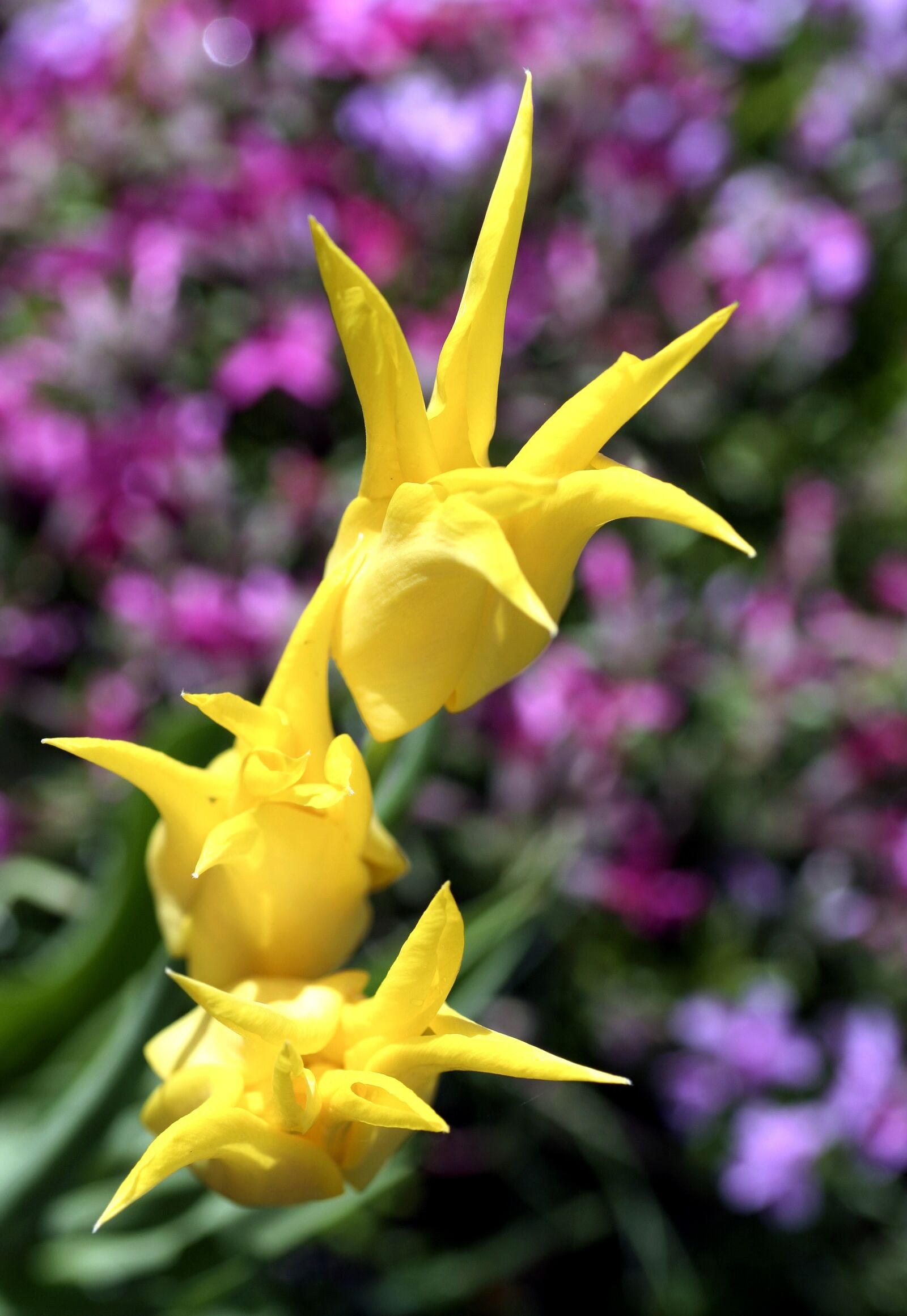 Canon EOS 350D (EOS Digital Rebel XT / EOS Kiss Digital N) sample photo. Tulips, yellow, flower photography