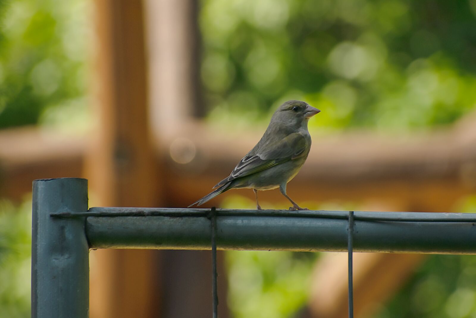 Nikon D5300 sample photo. Bird, sparrow, feathers photography