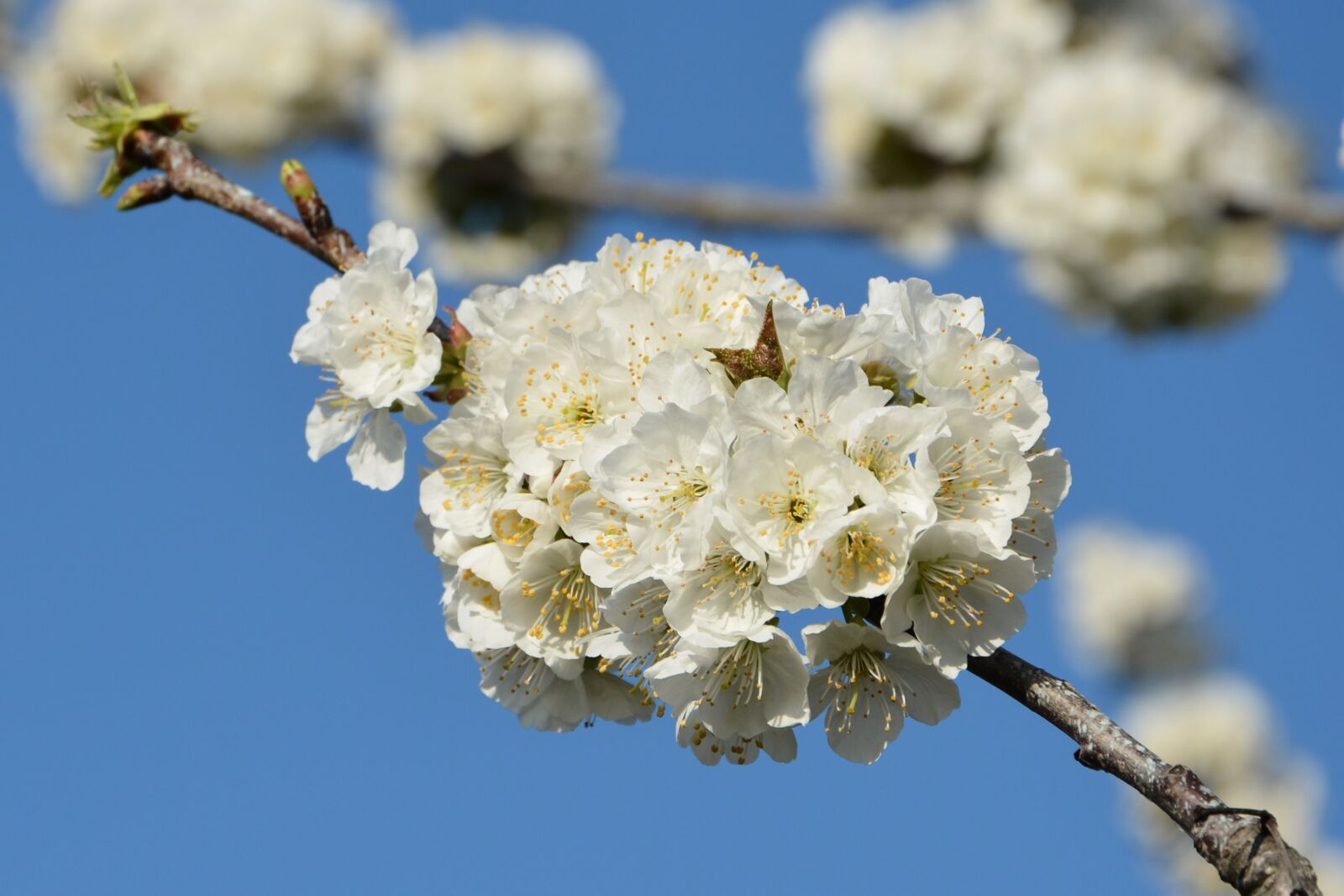 Nikon D7100 sample photo. Cherry, flower, sprig photography