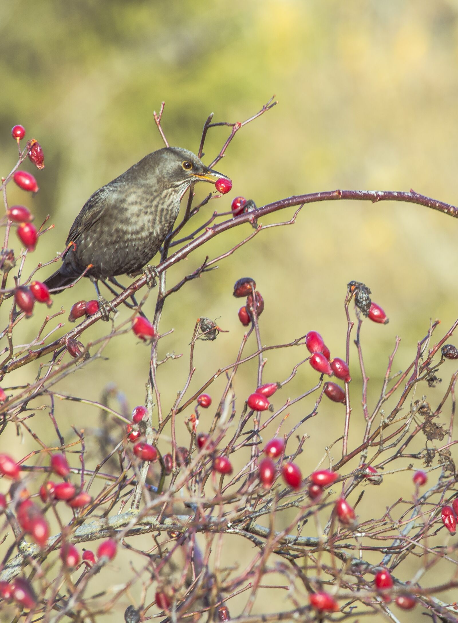 Canon EF 70-300mm F4-5.6 IS USM sample photo. Bird, nature, birds photography