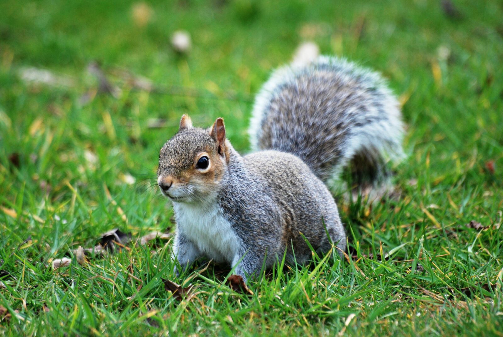 Nikon D60 sample photo. Squirrel, animal, cute photography