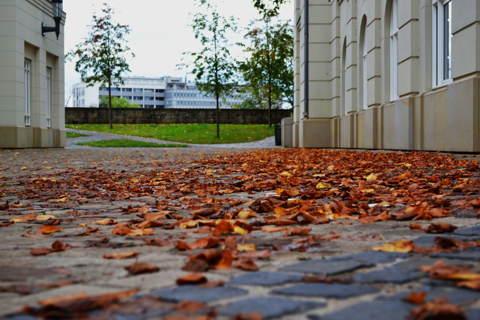 Nikon D3100 sample photo. Leaves, autumn, street photography