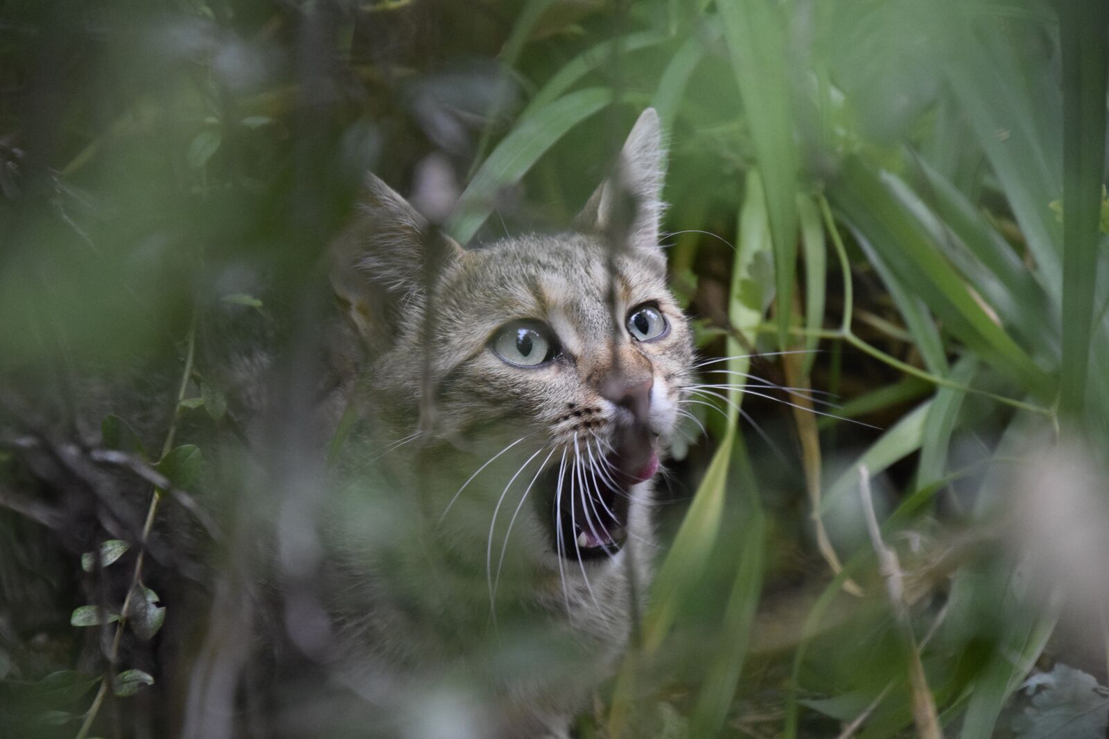 Nikon D5300 sample photo. Cat, tabby cat, pet photography