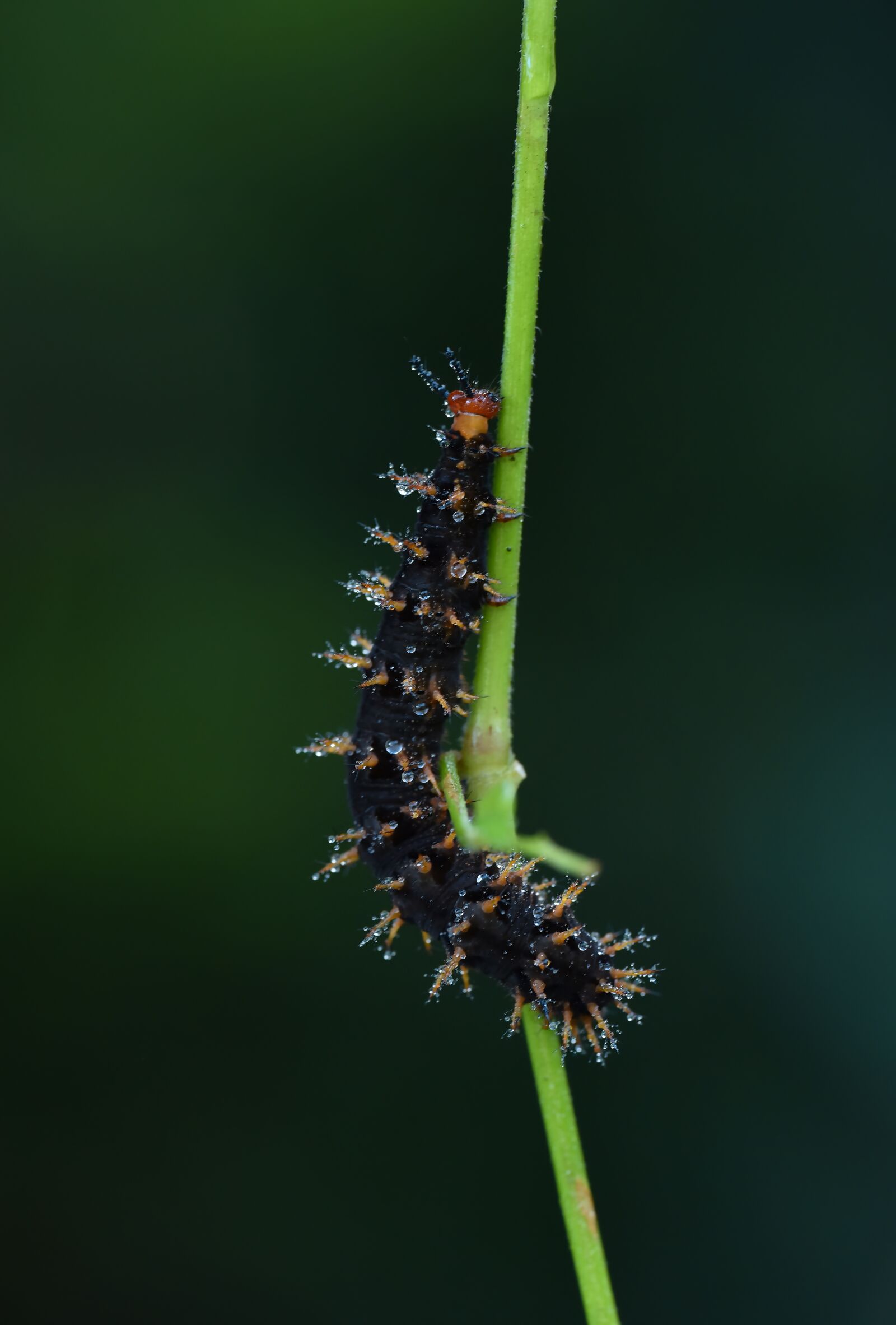 Nikon D810 sample photo. Caterpillar, t rt l photography
